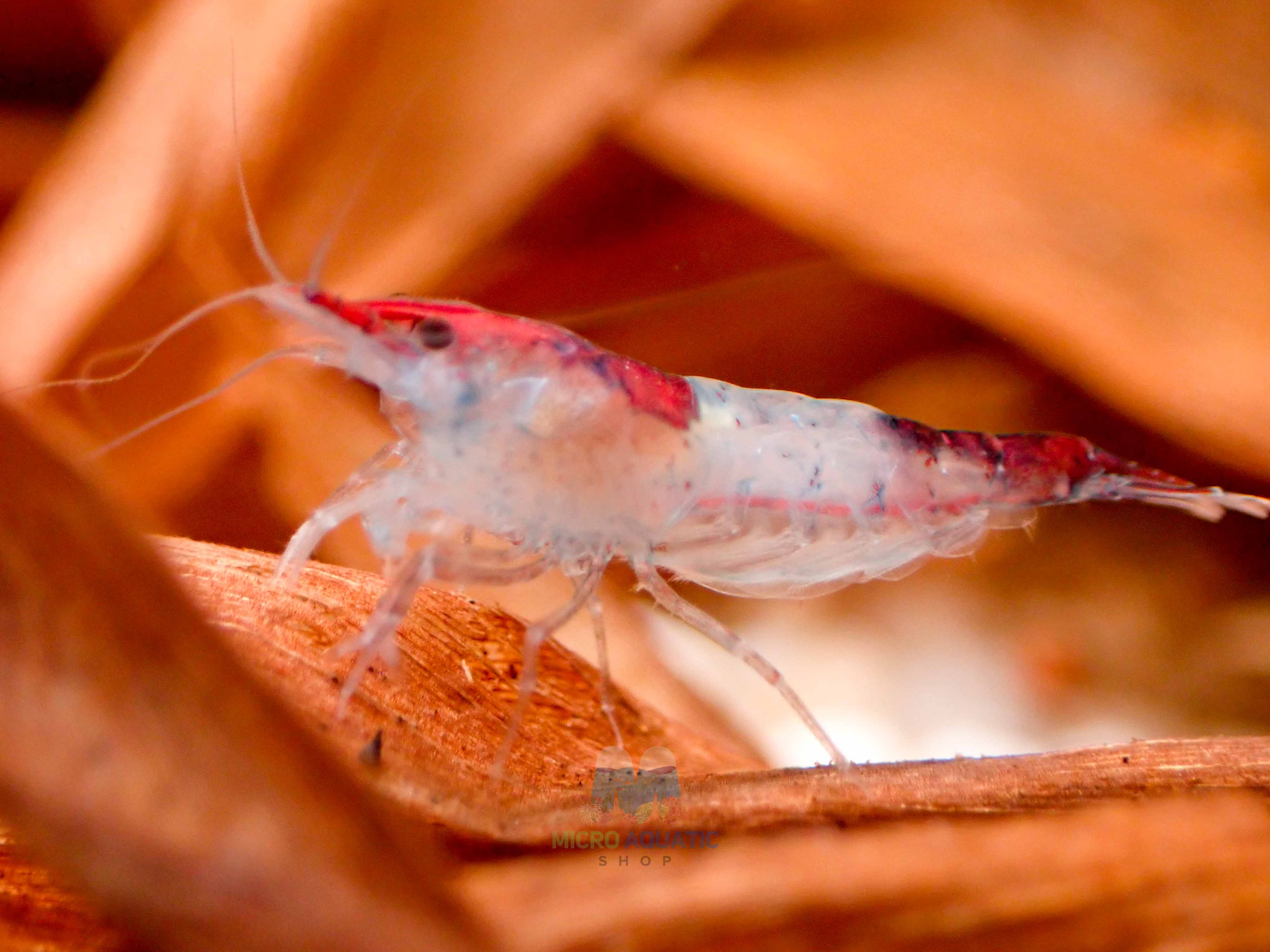 Red Rili Shrimp