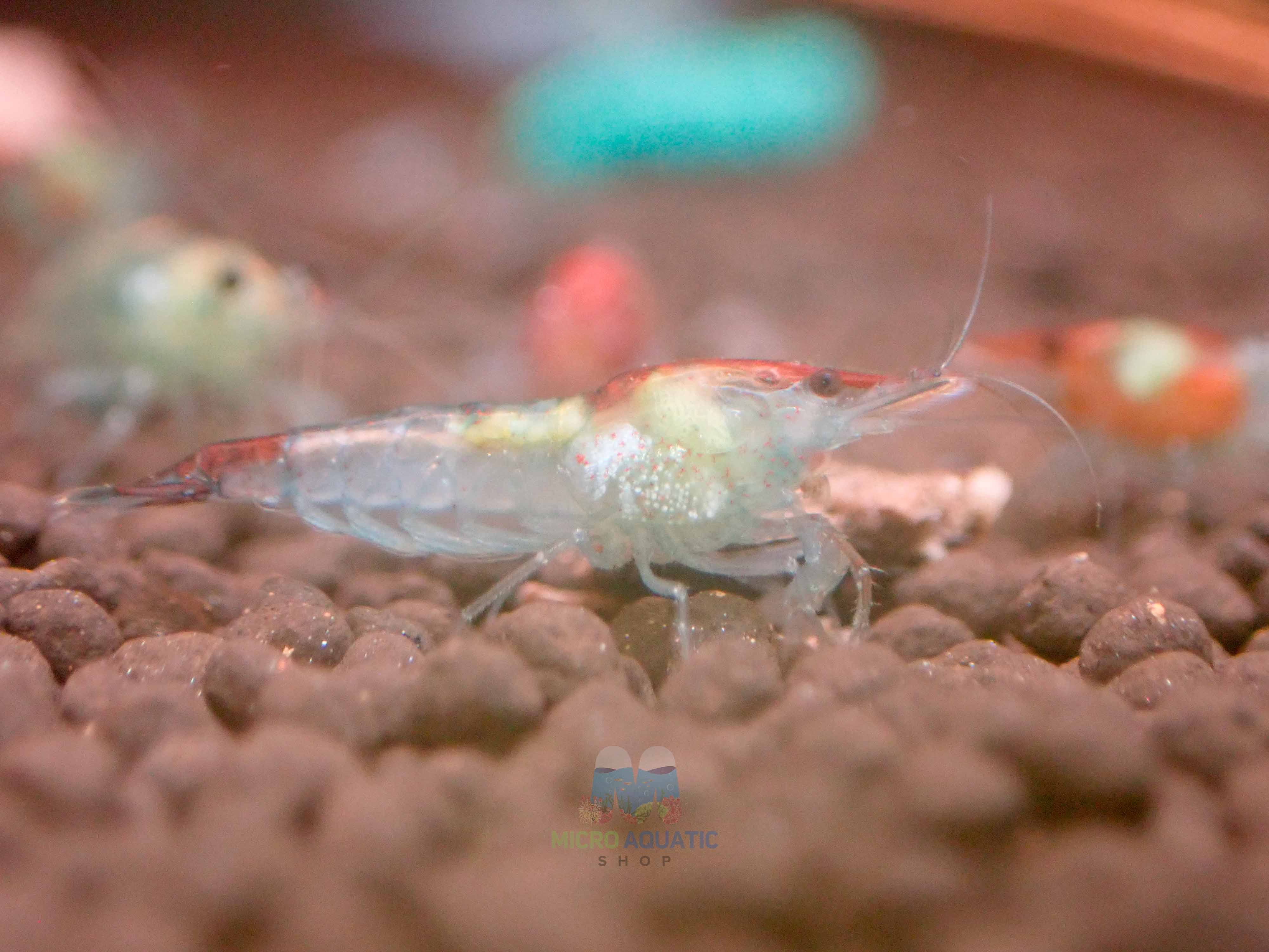 Blue Rili Shrimp Medium - High Grade