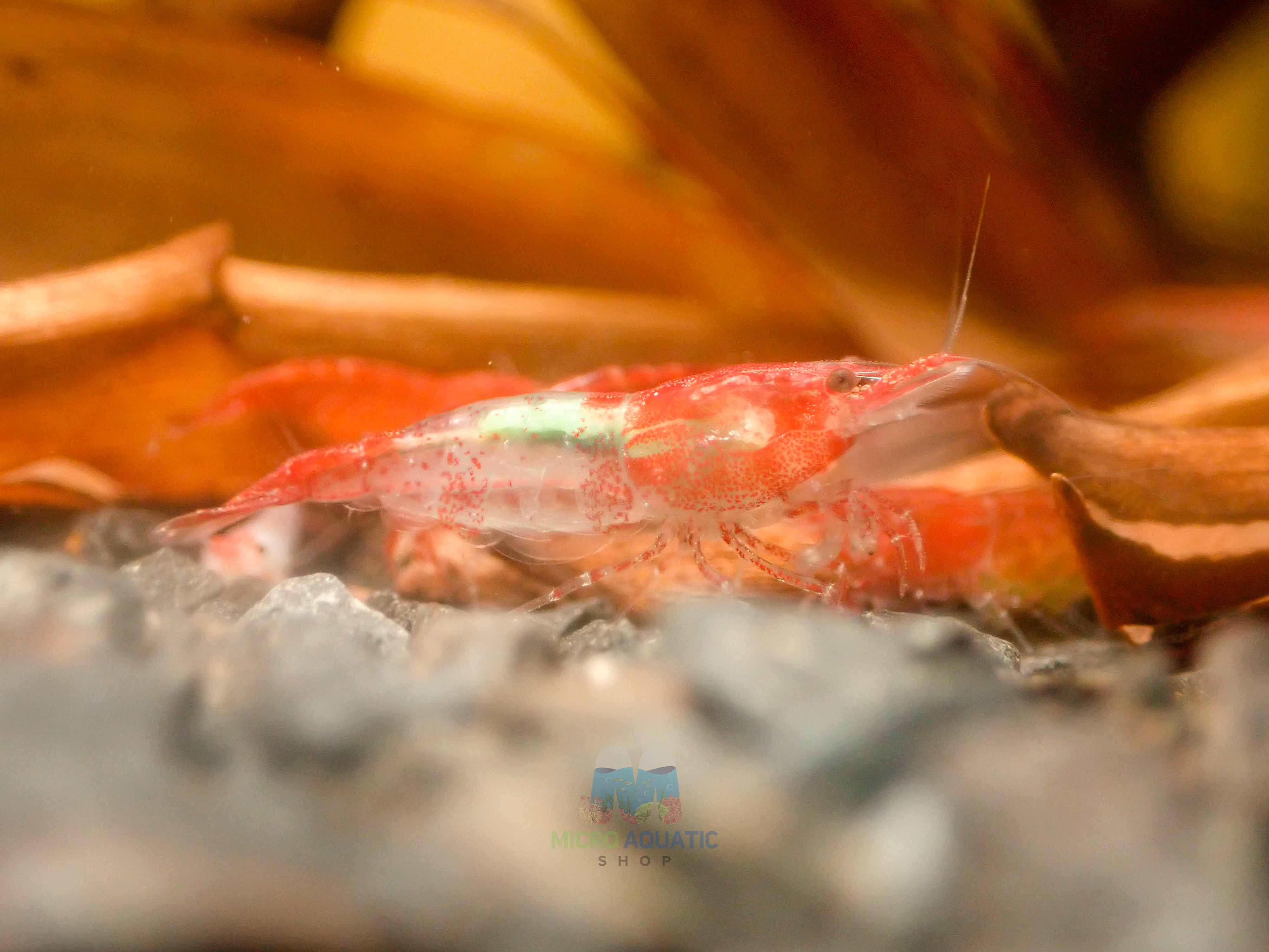 Red Rili Shrimp