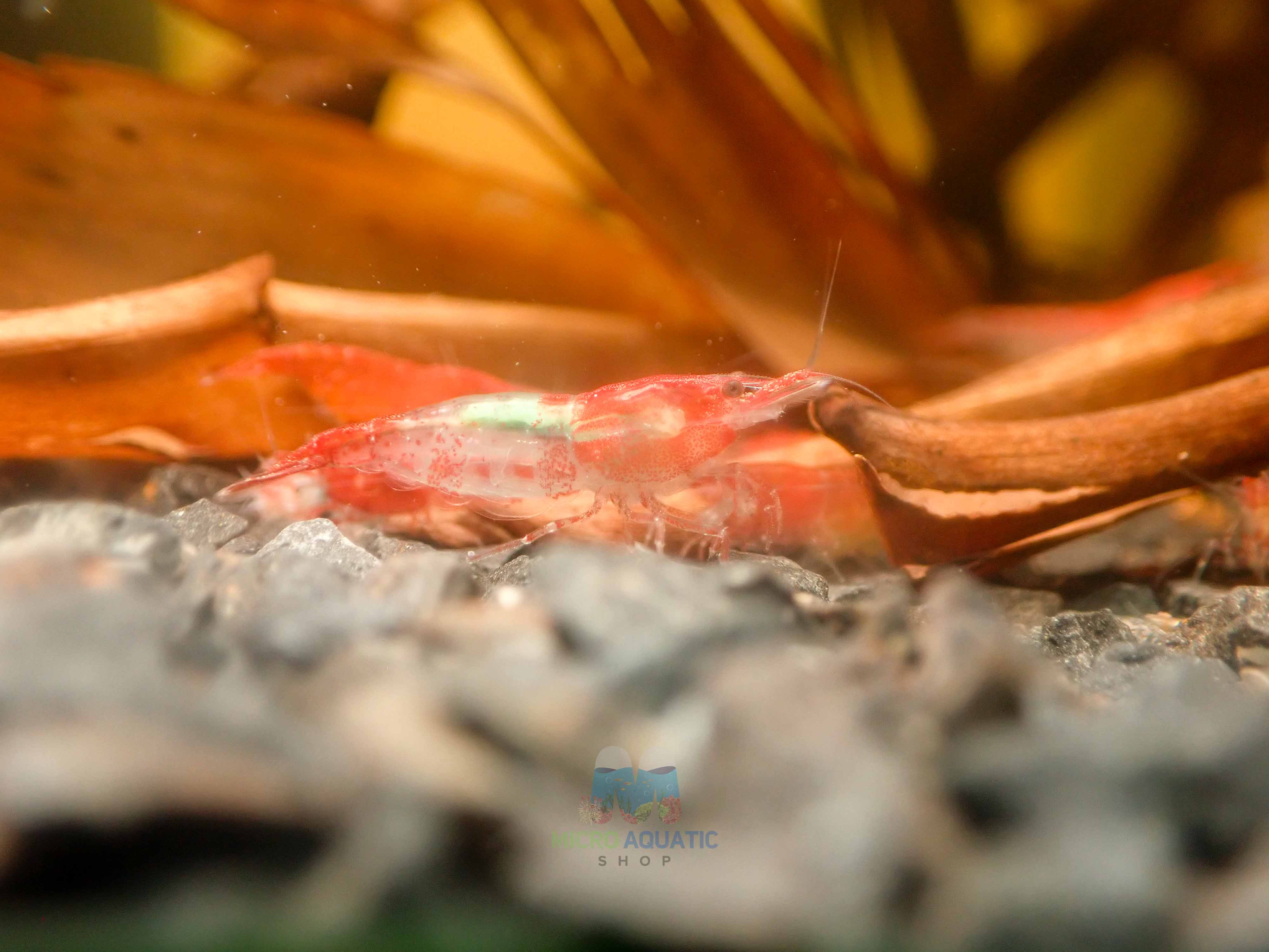 Red Rili Shrimp