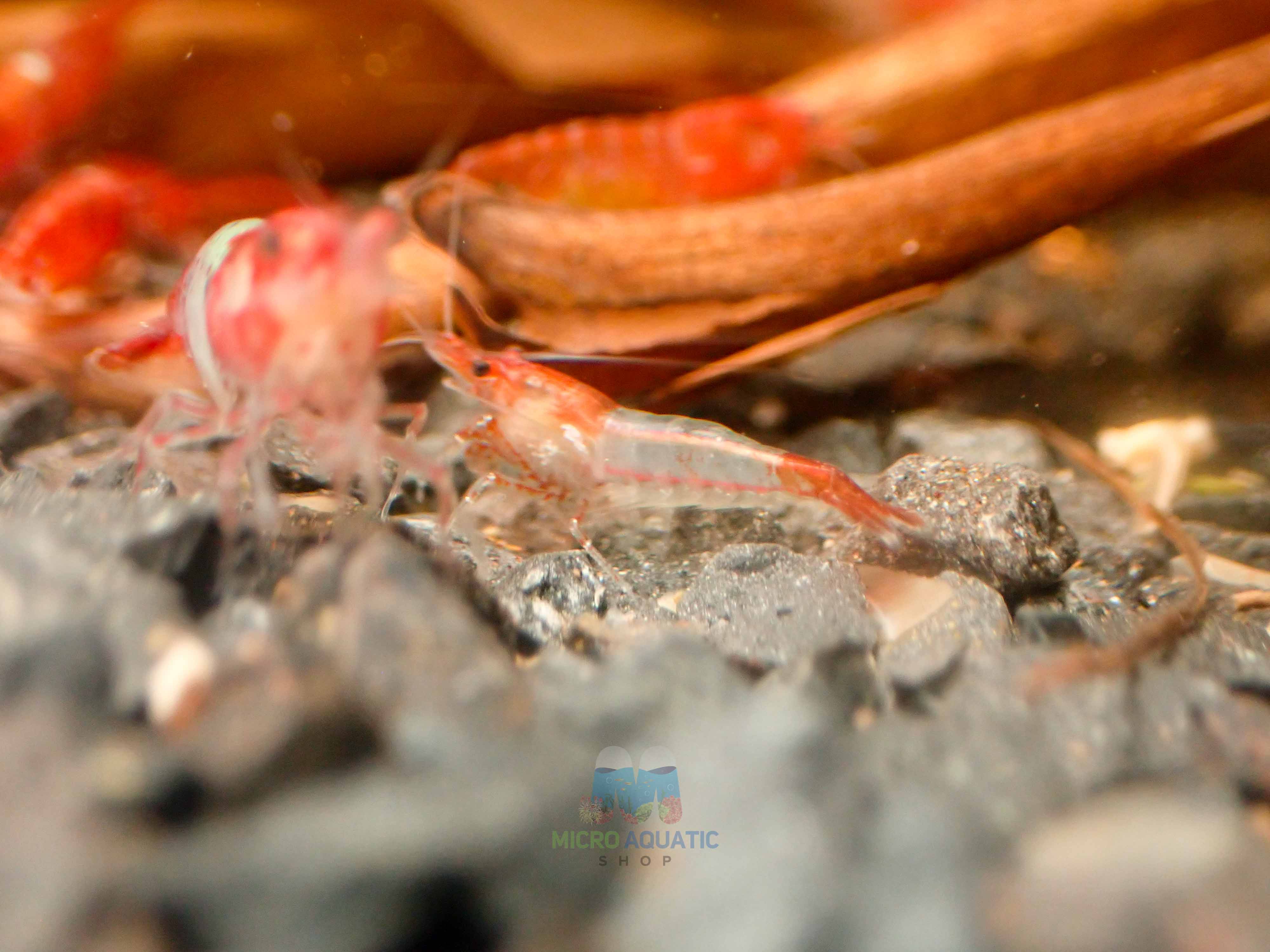 Red Ril Red Rili Shrimp – Aussie Shrimp Australia