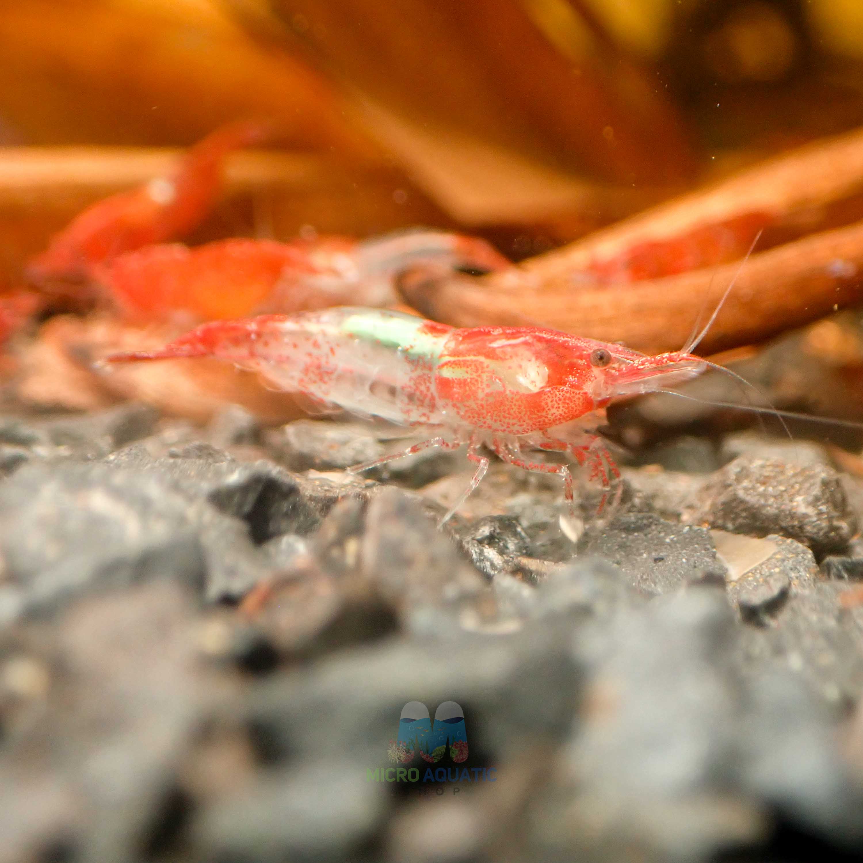 Red Rili Shrimp