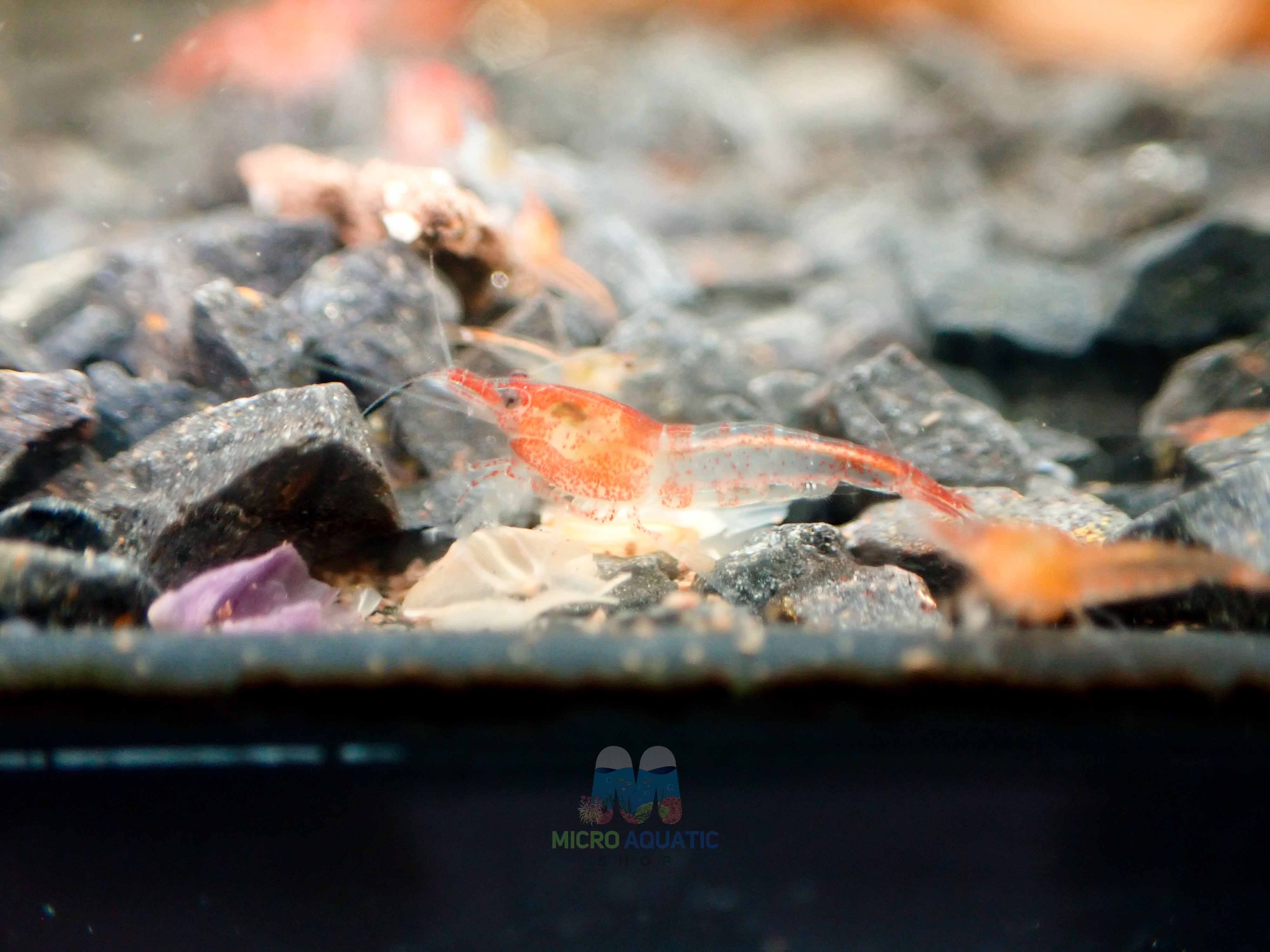 Red Ril Red Rili Shrimp – Aussie Shrimp Australia