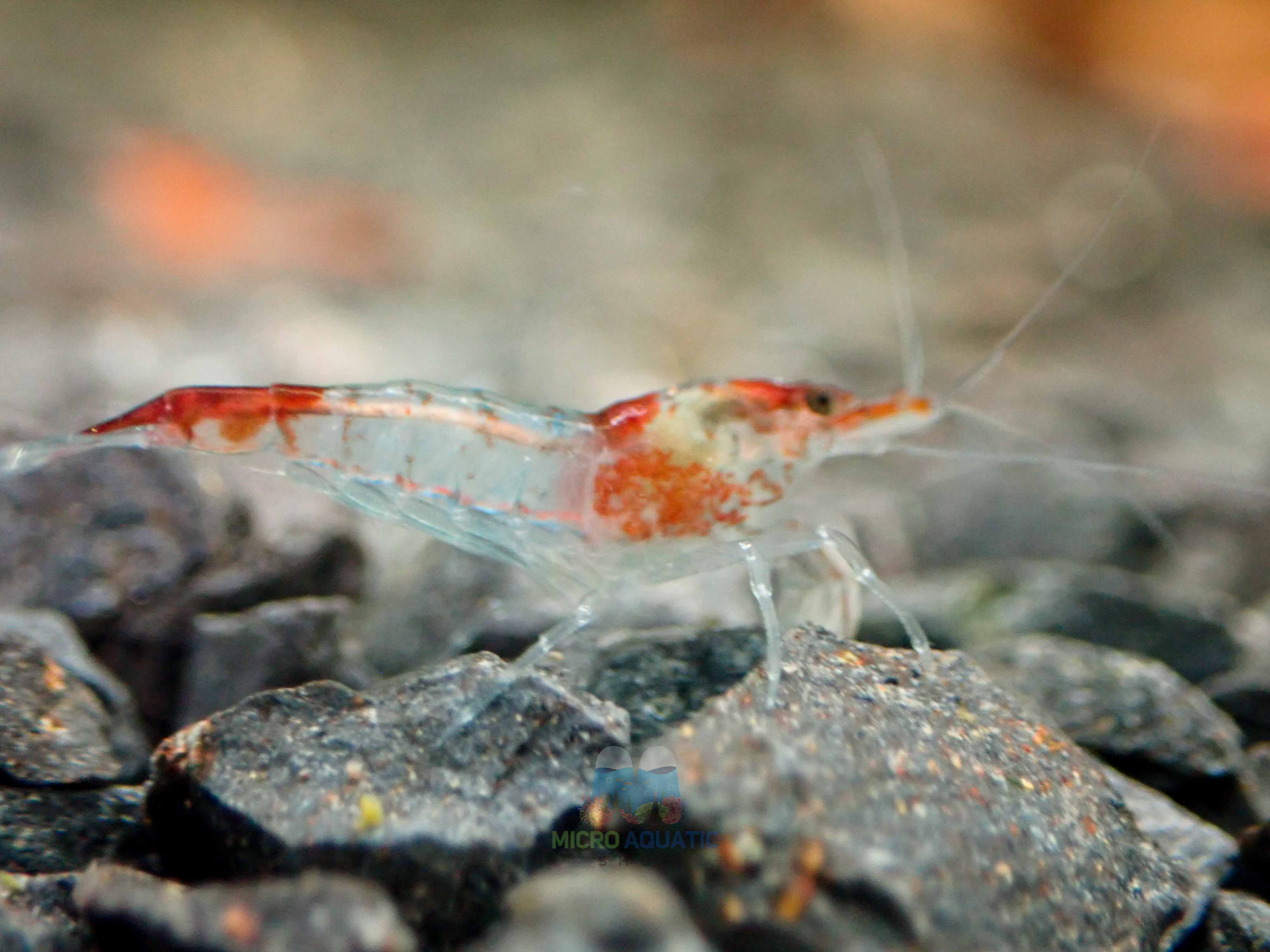 Red Rili Shrimp