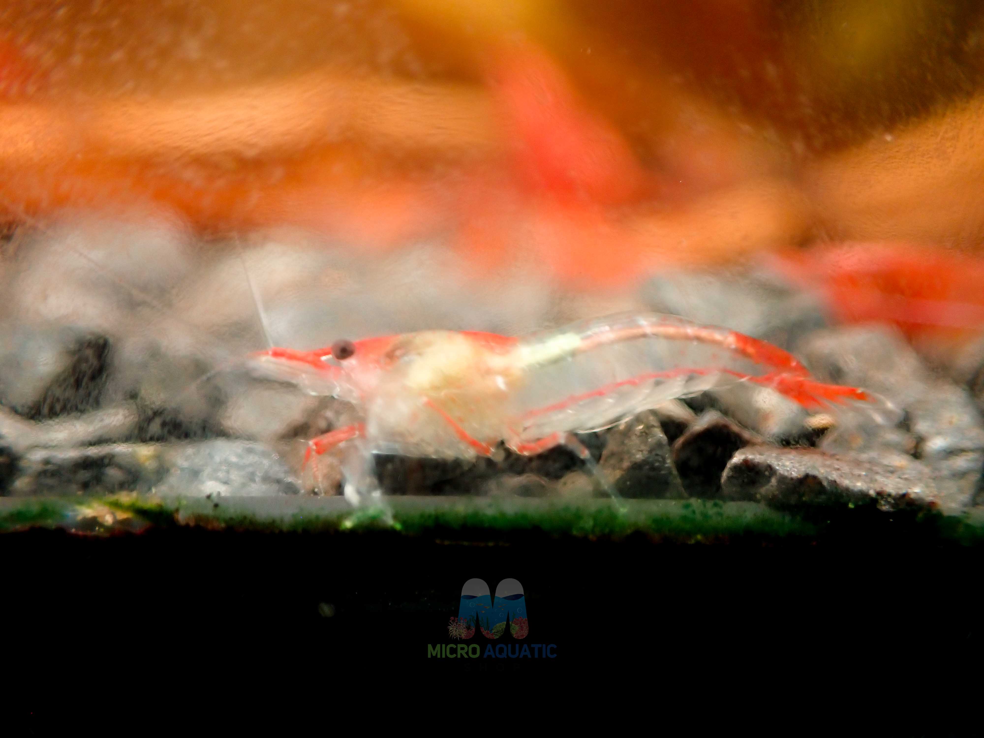 Red Rili Shrimp