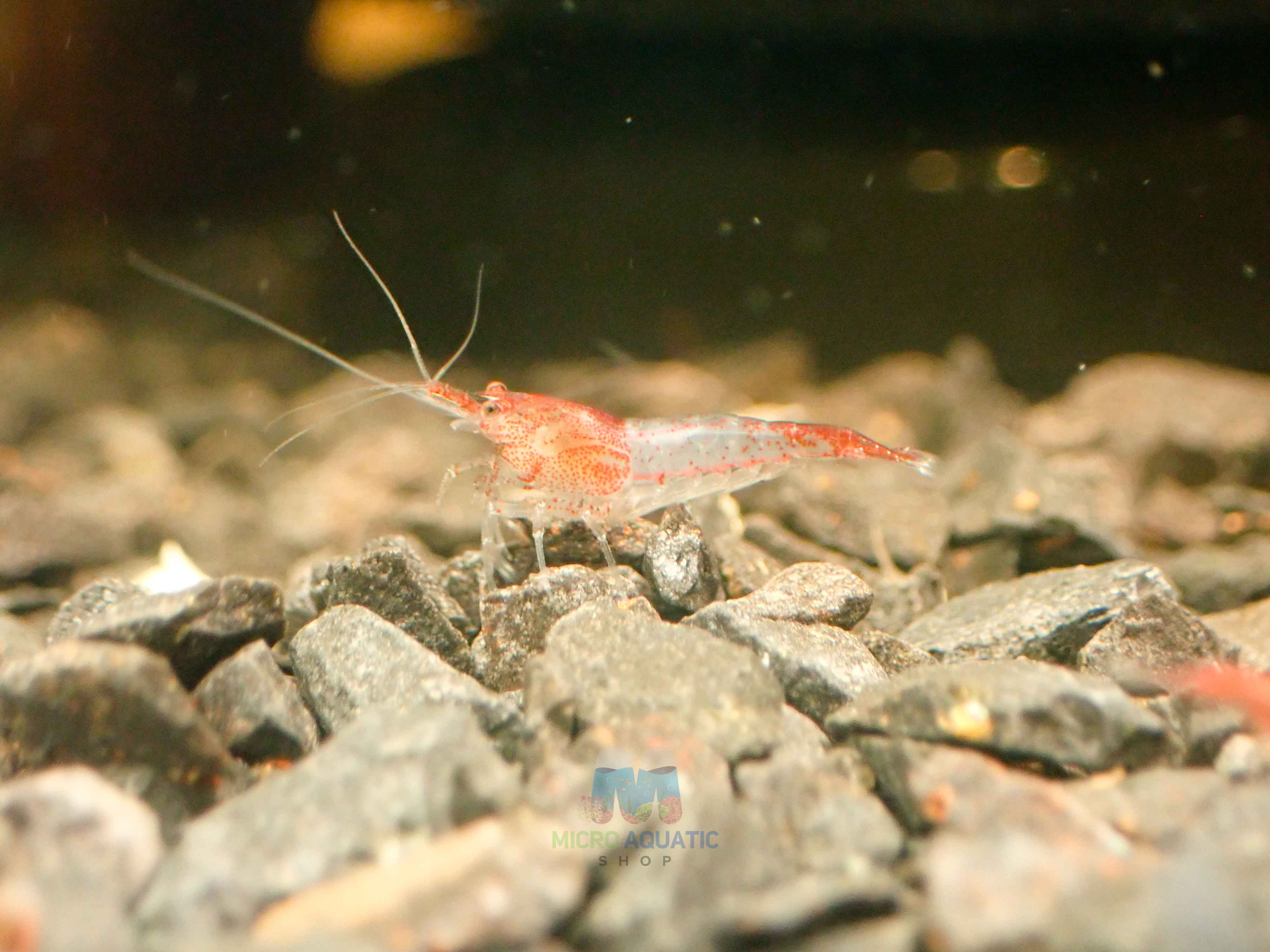 Red Rili Shrimp