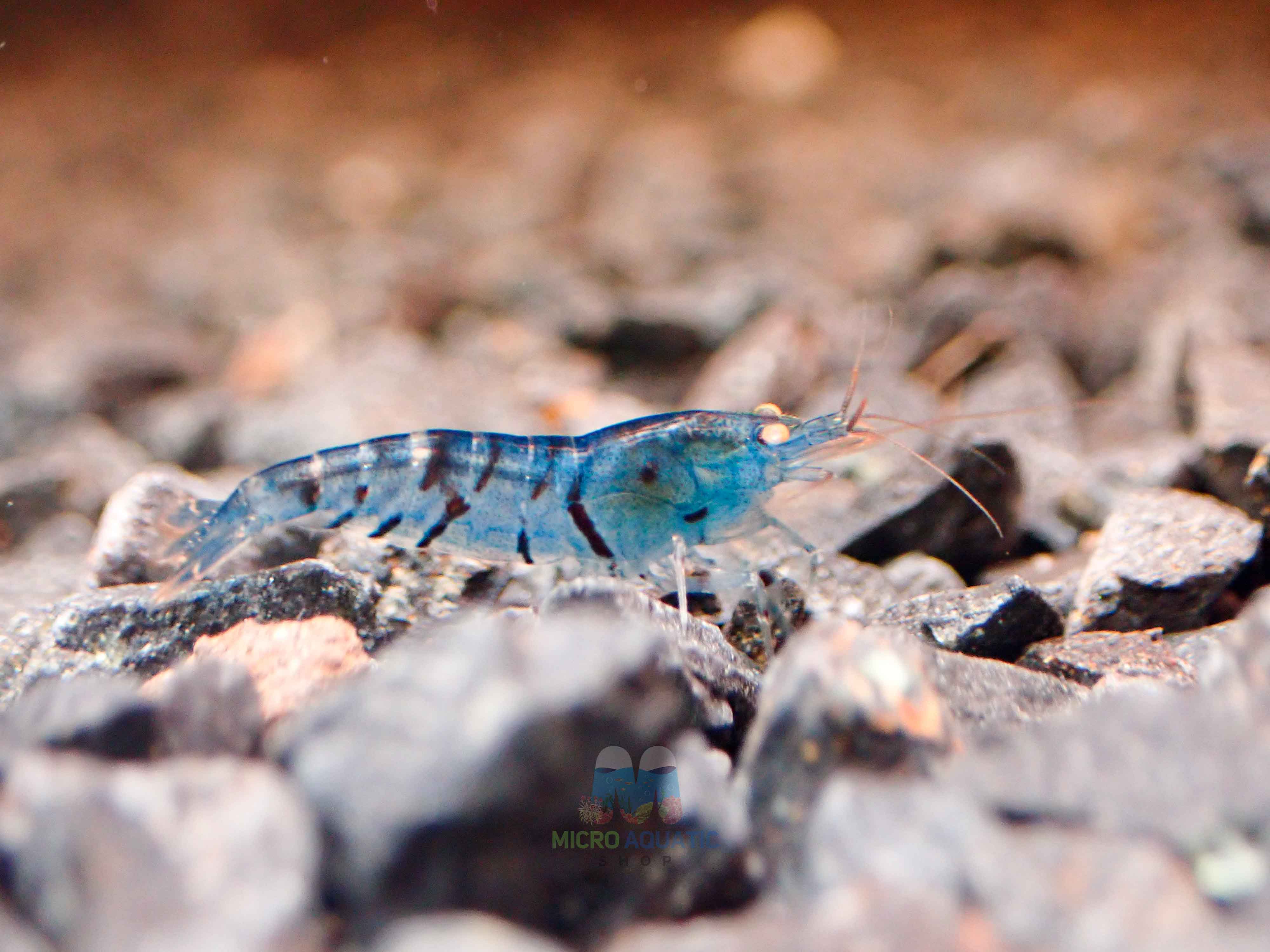 Orange Eyes Light Blue Tiger Shrimp