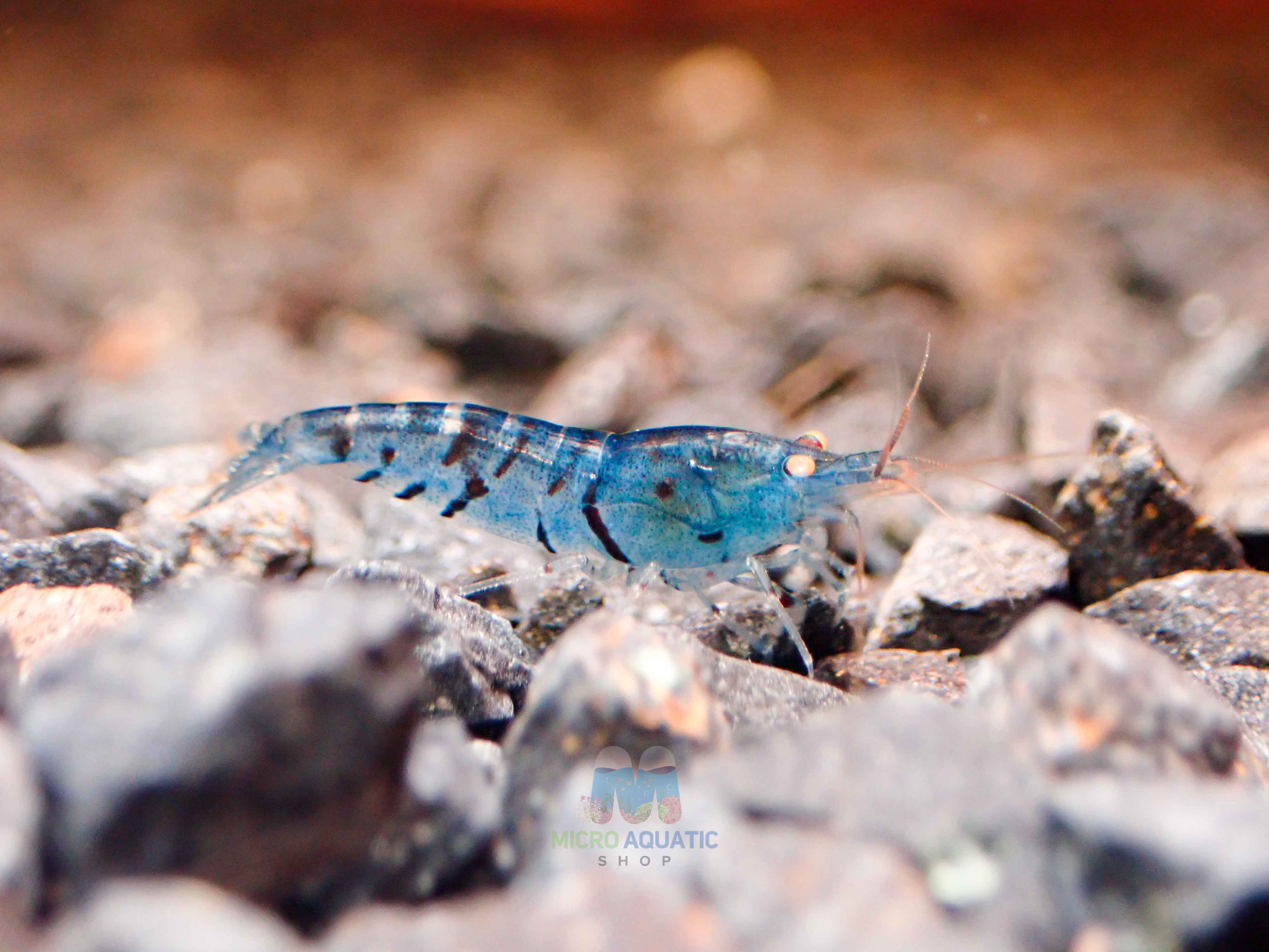 Orange Eyes Light Blue Tiger Shrimp