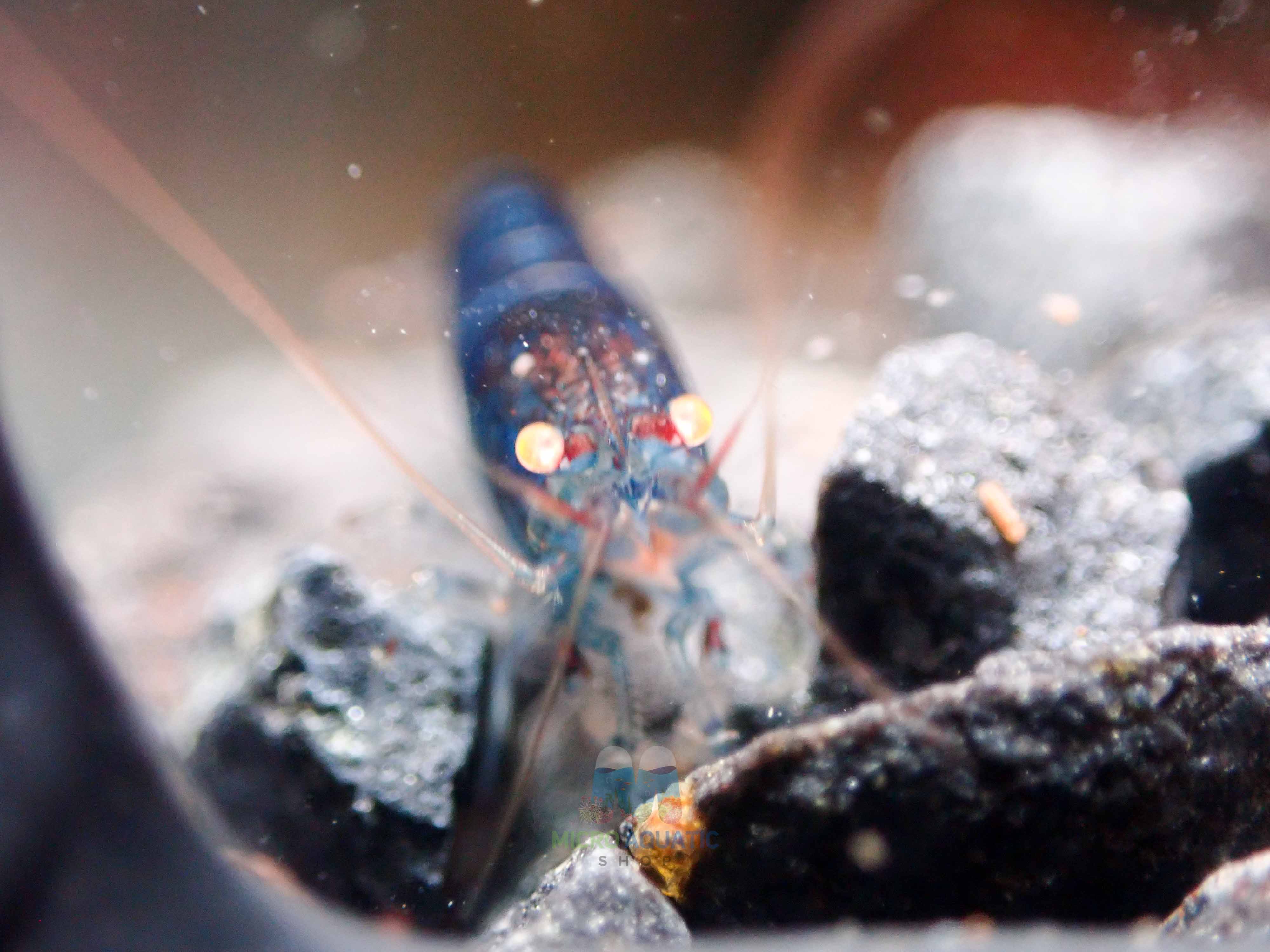 Orange Eyes Light Blue Tiger Shrimp