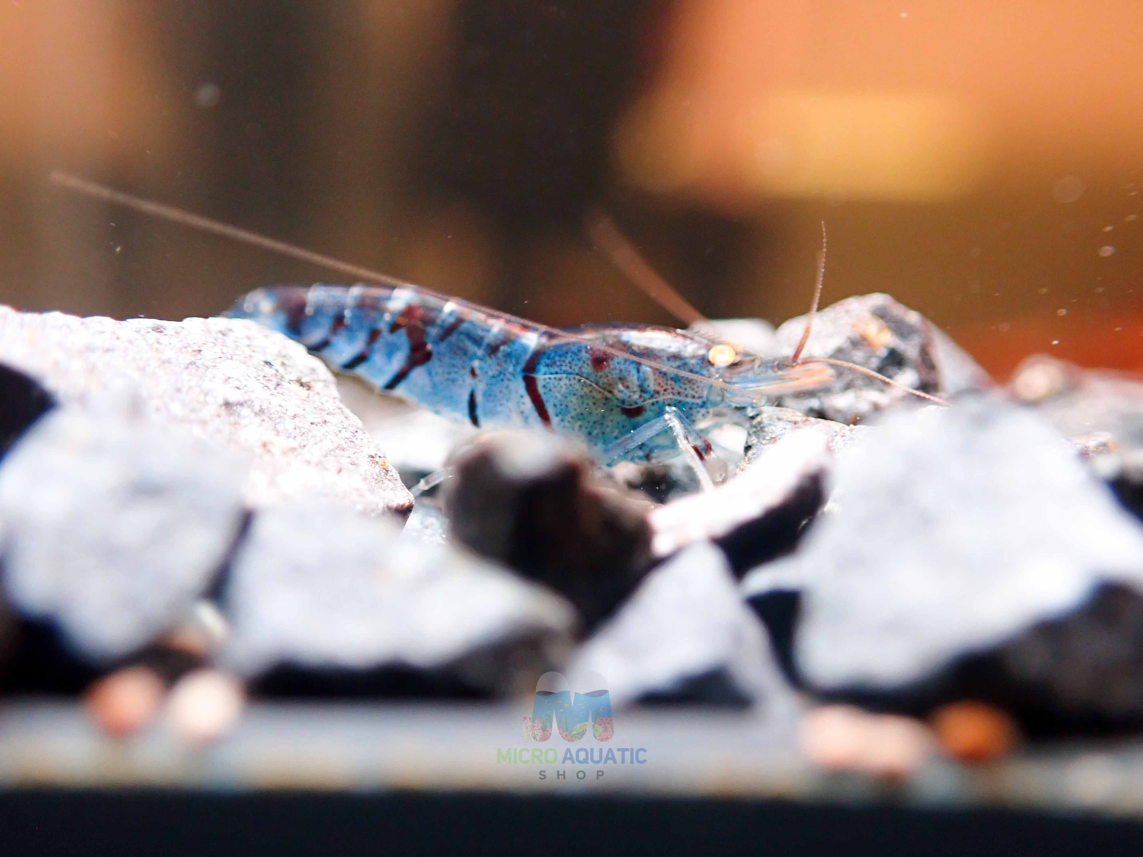 Orange Eyes Light Blue Tiger Shrimp