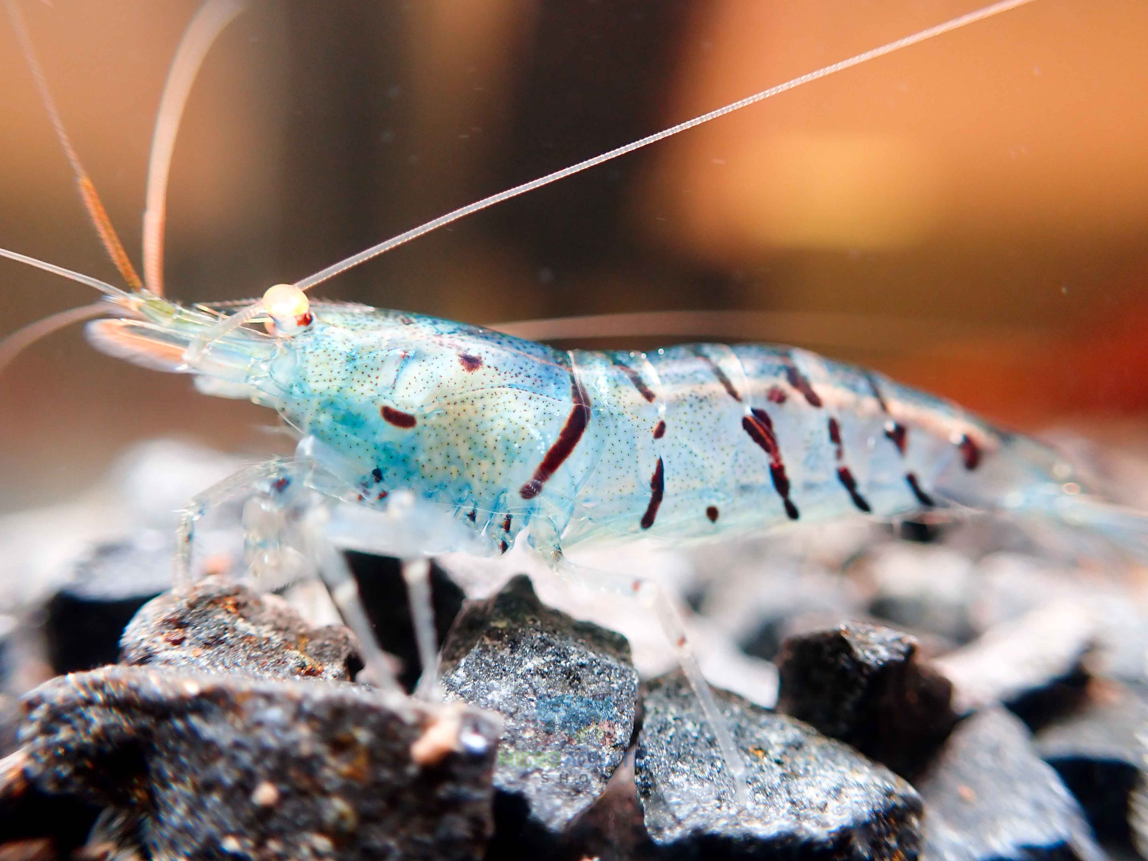 Orange Eyes Light Blue Tiger Shrimp