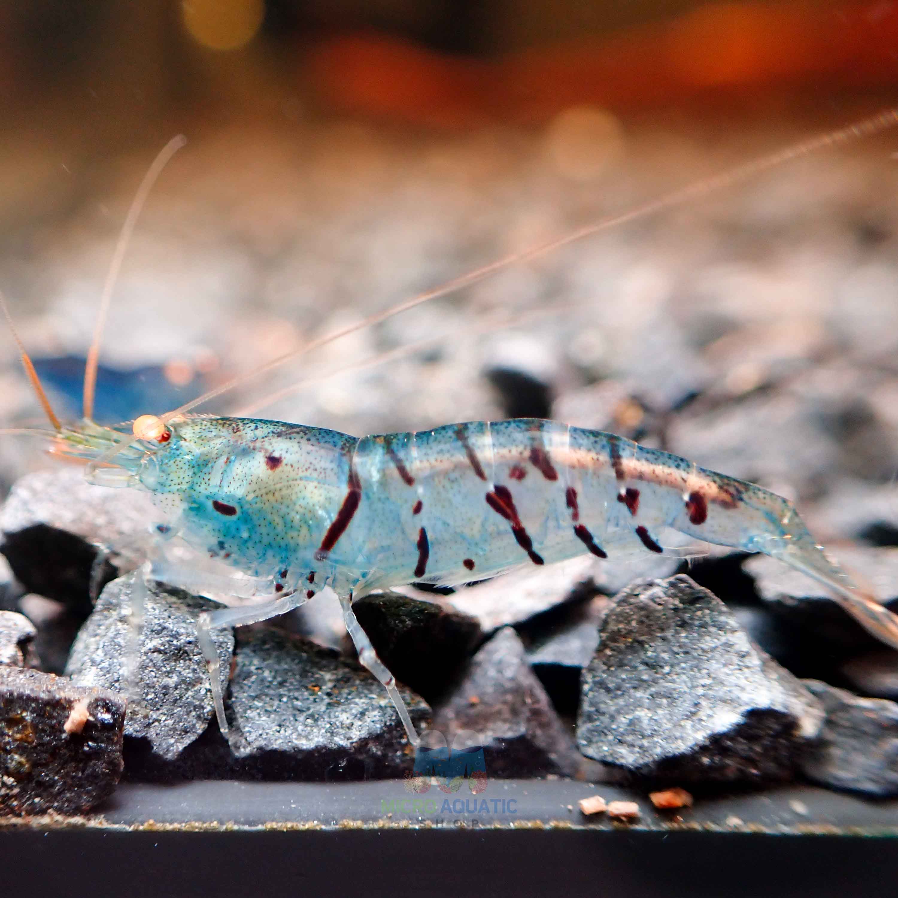 Orange Eyes Light Blue Tiger Shrimp