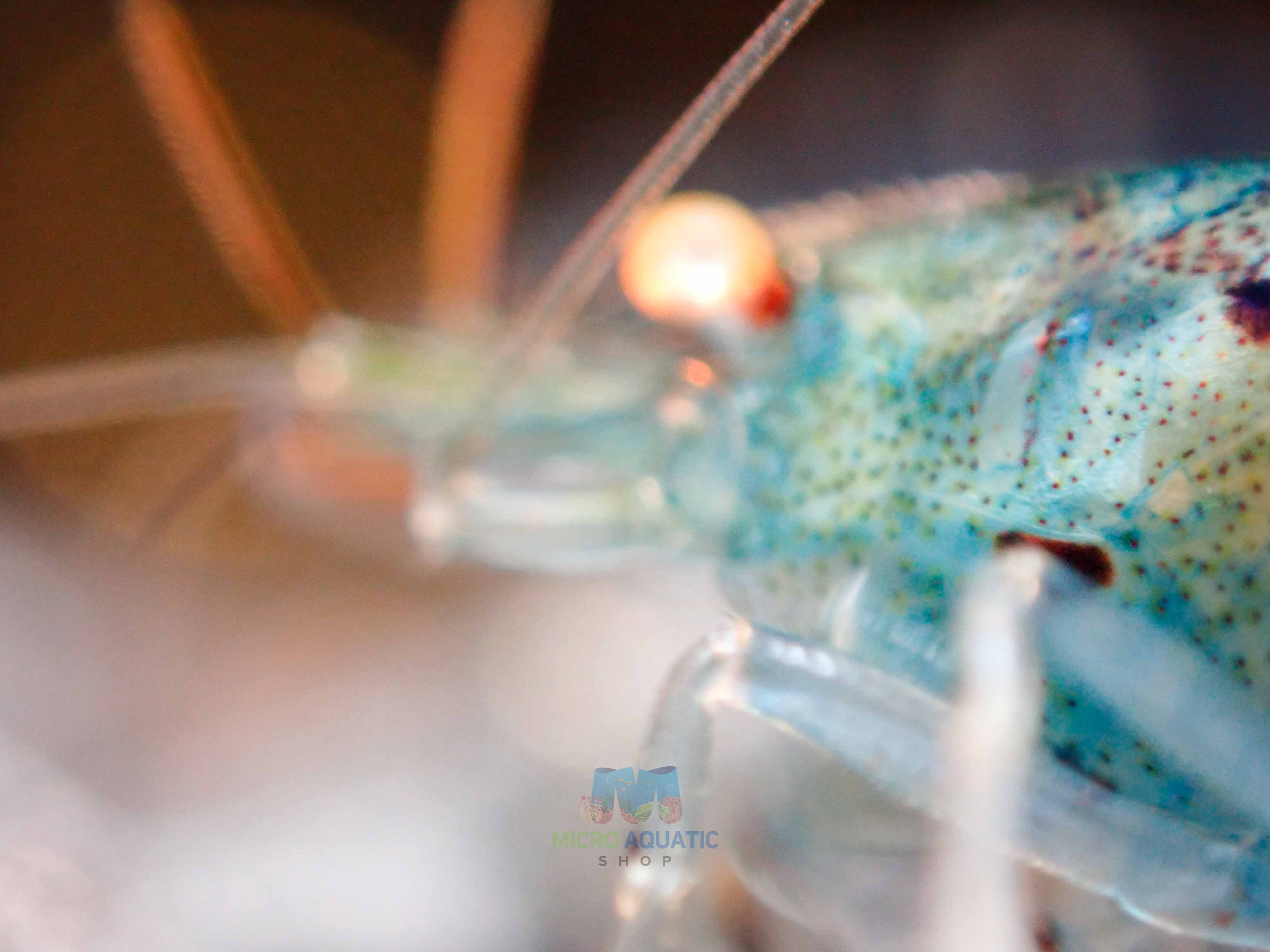 Orange Eyes Light Blue Tiger Shrimp