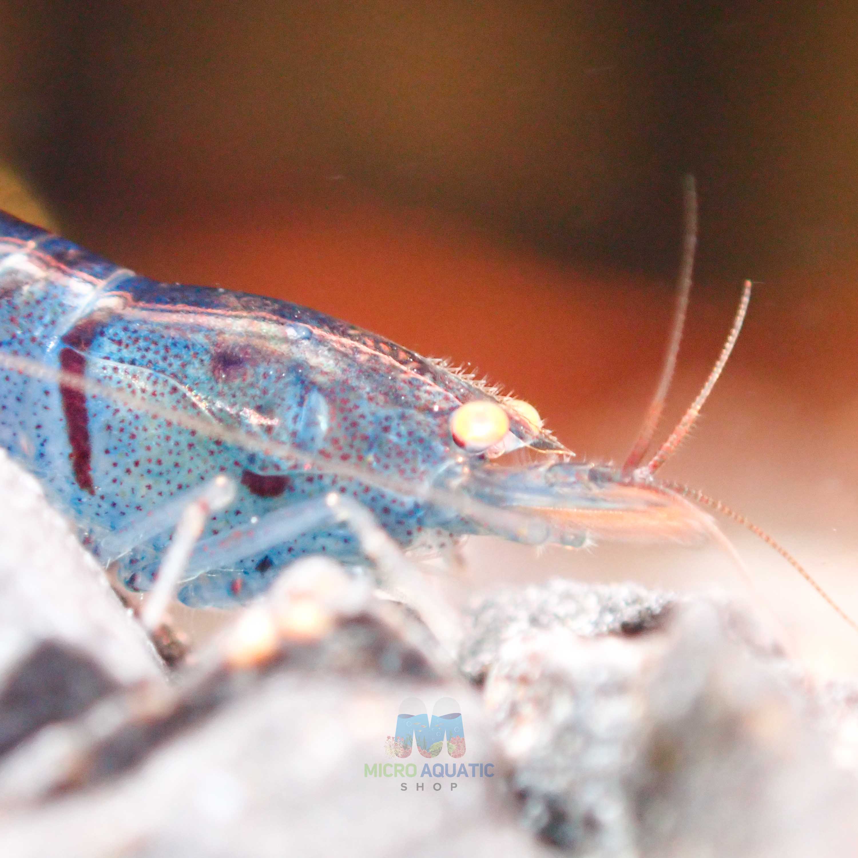 Orange Eyes Light Blue Tiger Shrimp