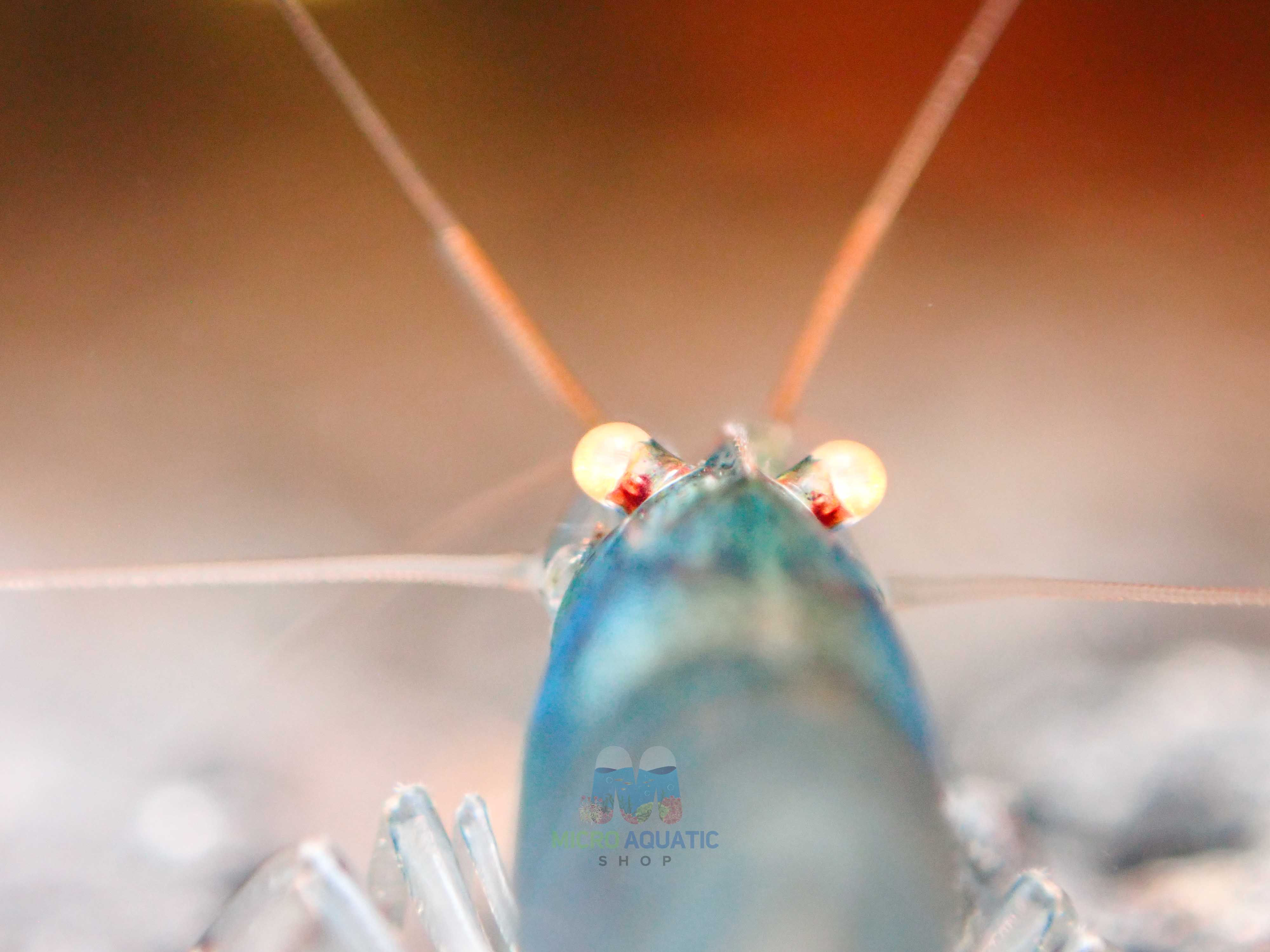 Orange Eyes Light Blue Tiger Shrimp