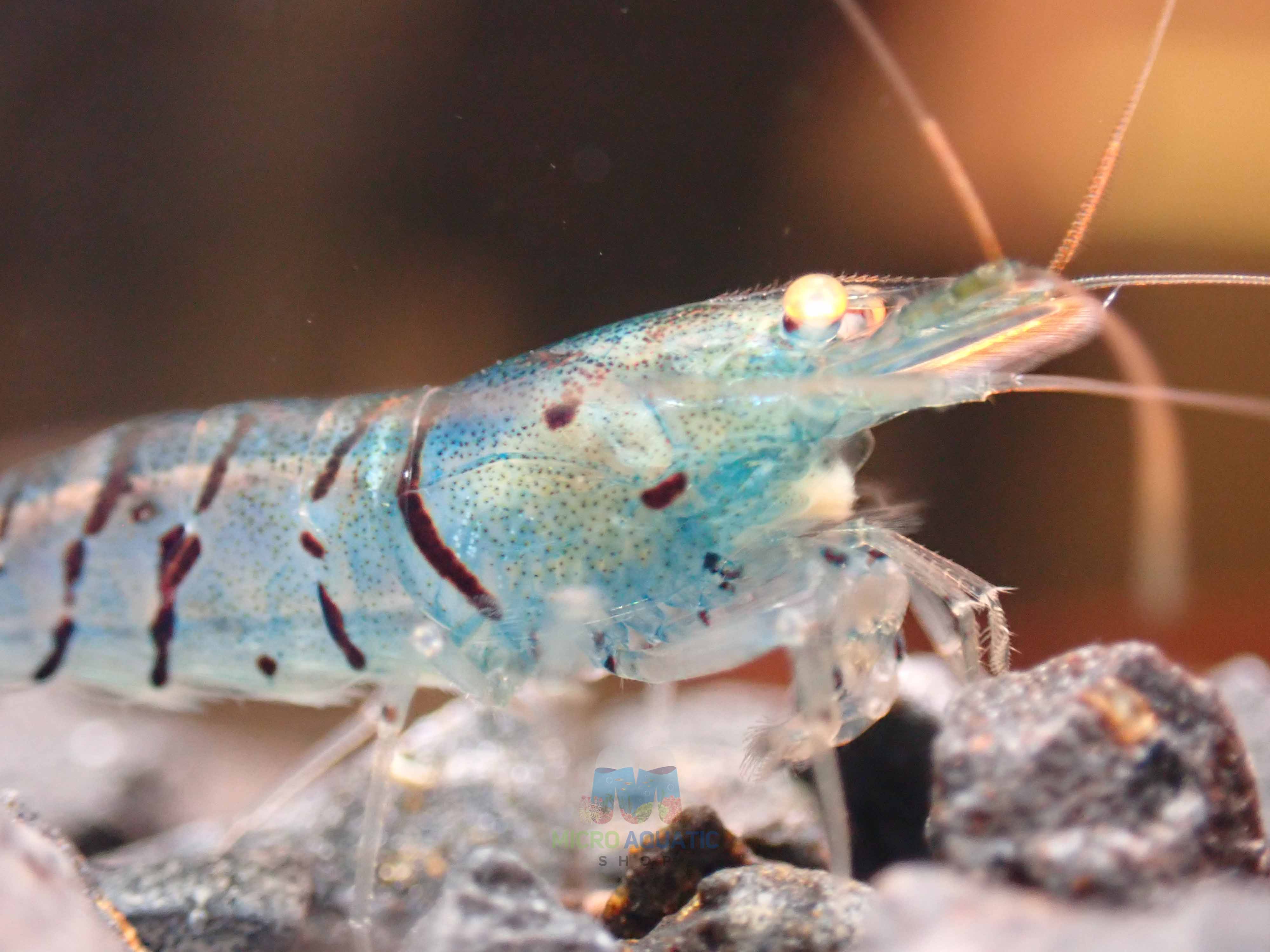 Orange Eyes Light Blue Tiger Shrimp