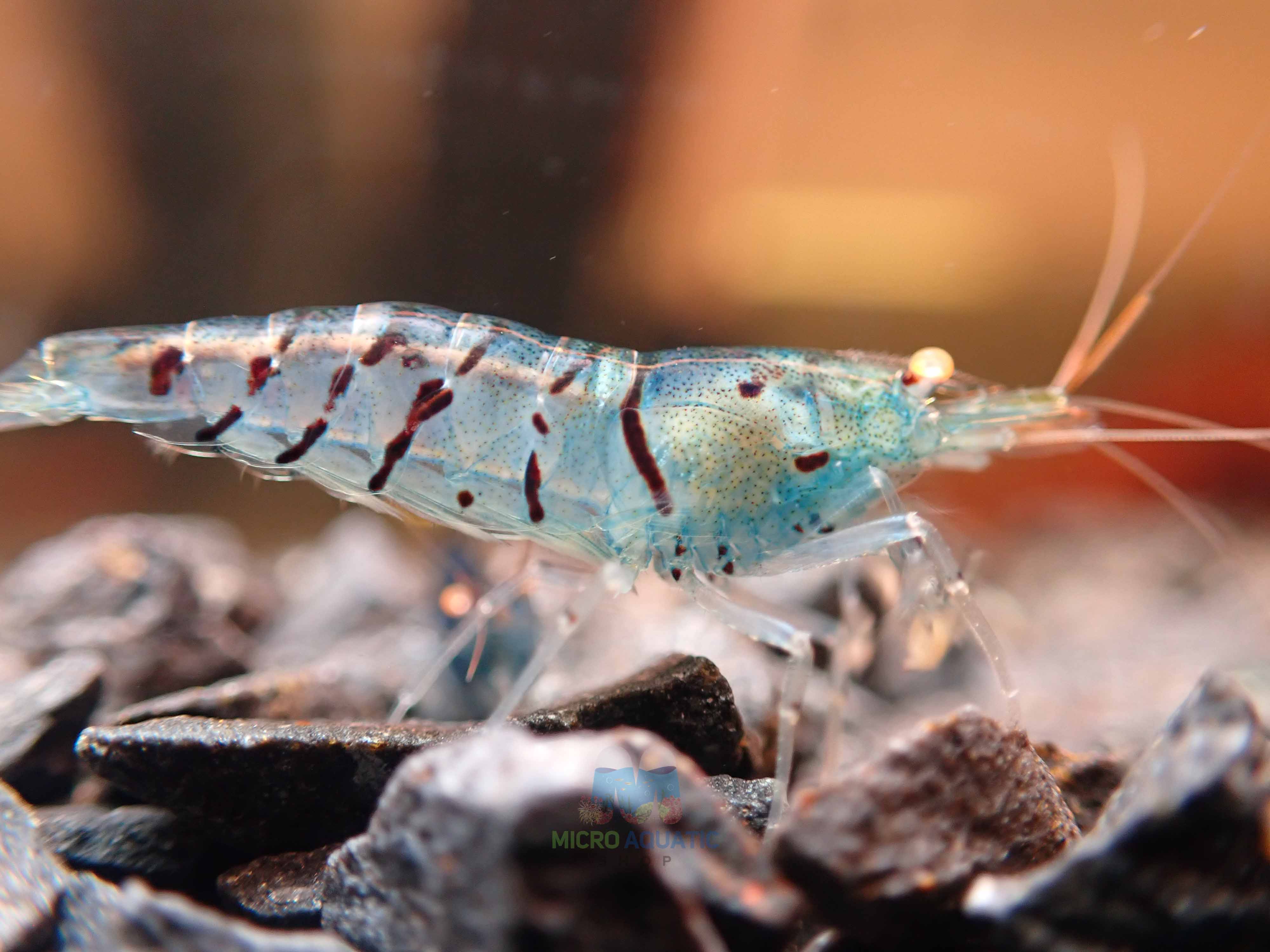 Orange Eyes Light Blue Tiger Shrimp