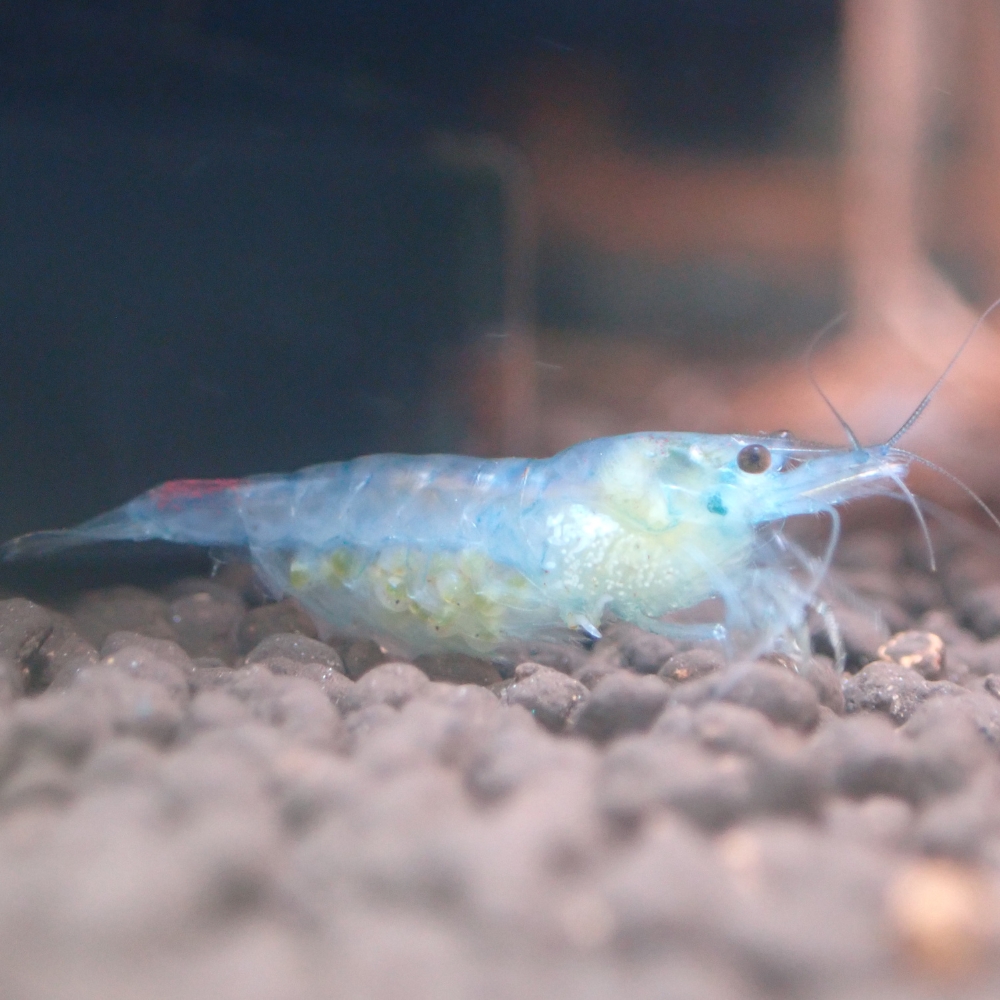 Blue Rilli Cherry Shrimp