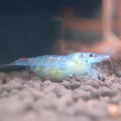 Blue Rilli Cherry Shrimp