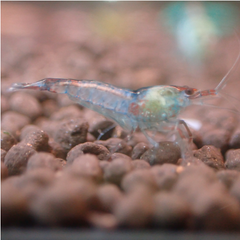 Blue Rilli Cherry Shrimp