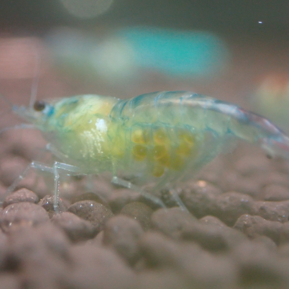 Blue Rilli Cherry Shrimp