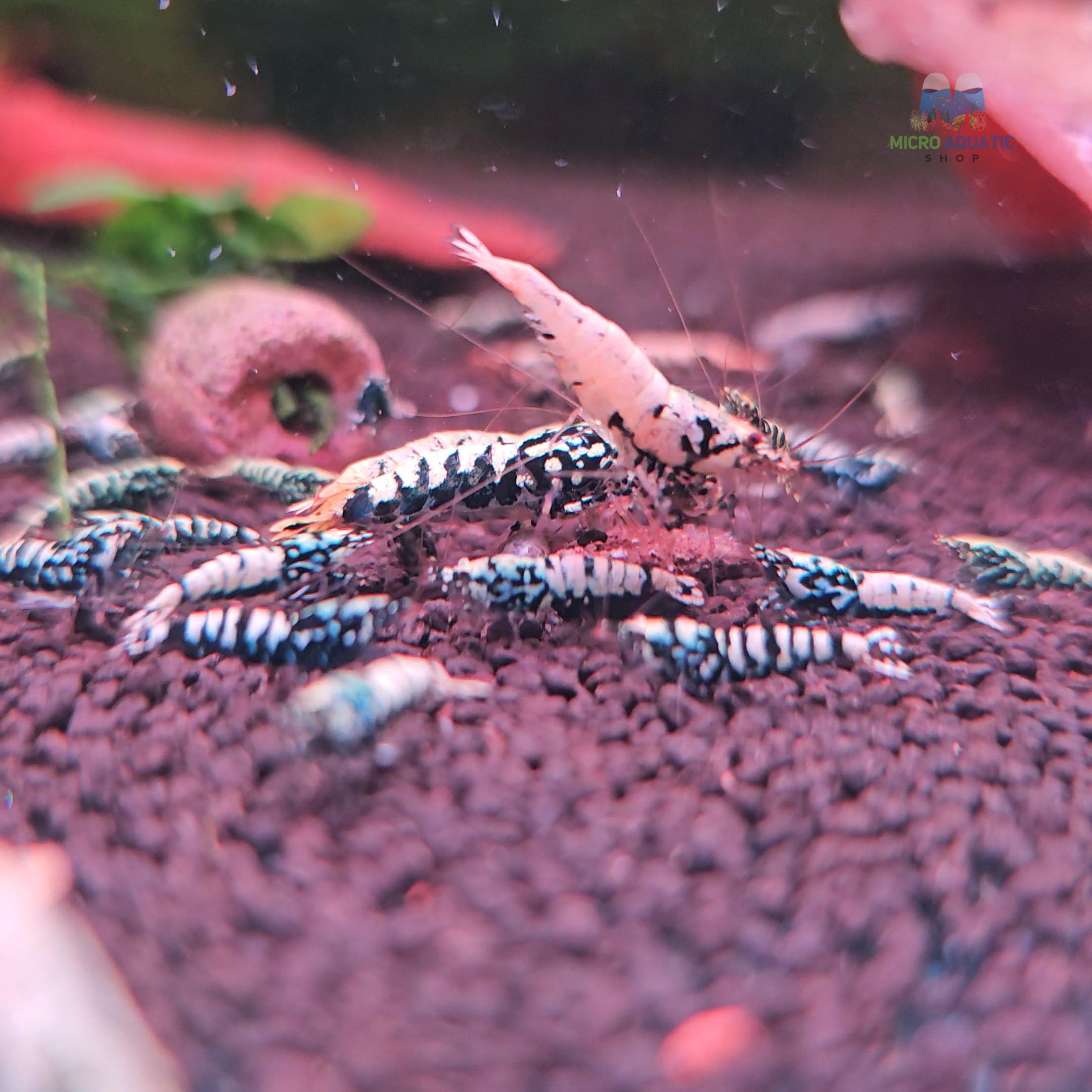 Black BOA Caridina Shrimp