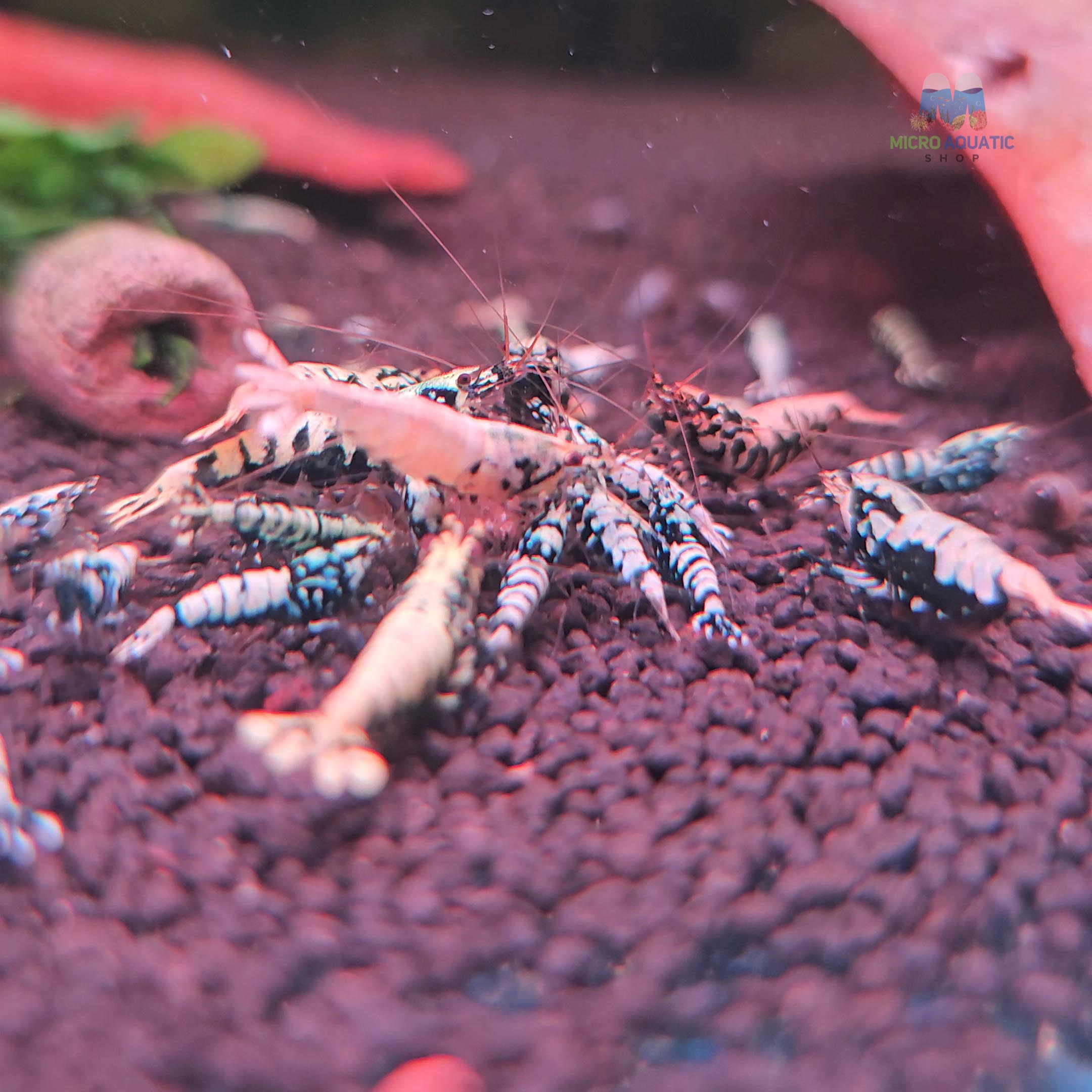 Black BOA Caridina Shrimp