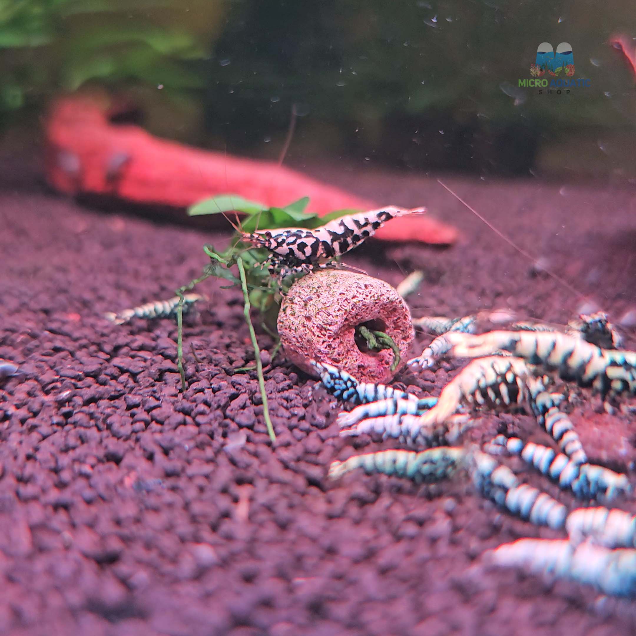 Black BOA Caridina Shrimp