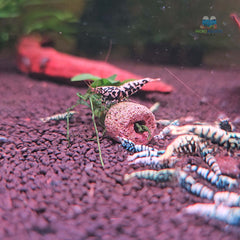 Black BOA Caridina Shrimp