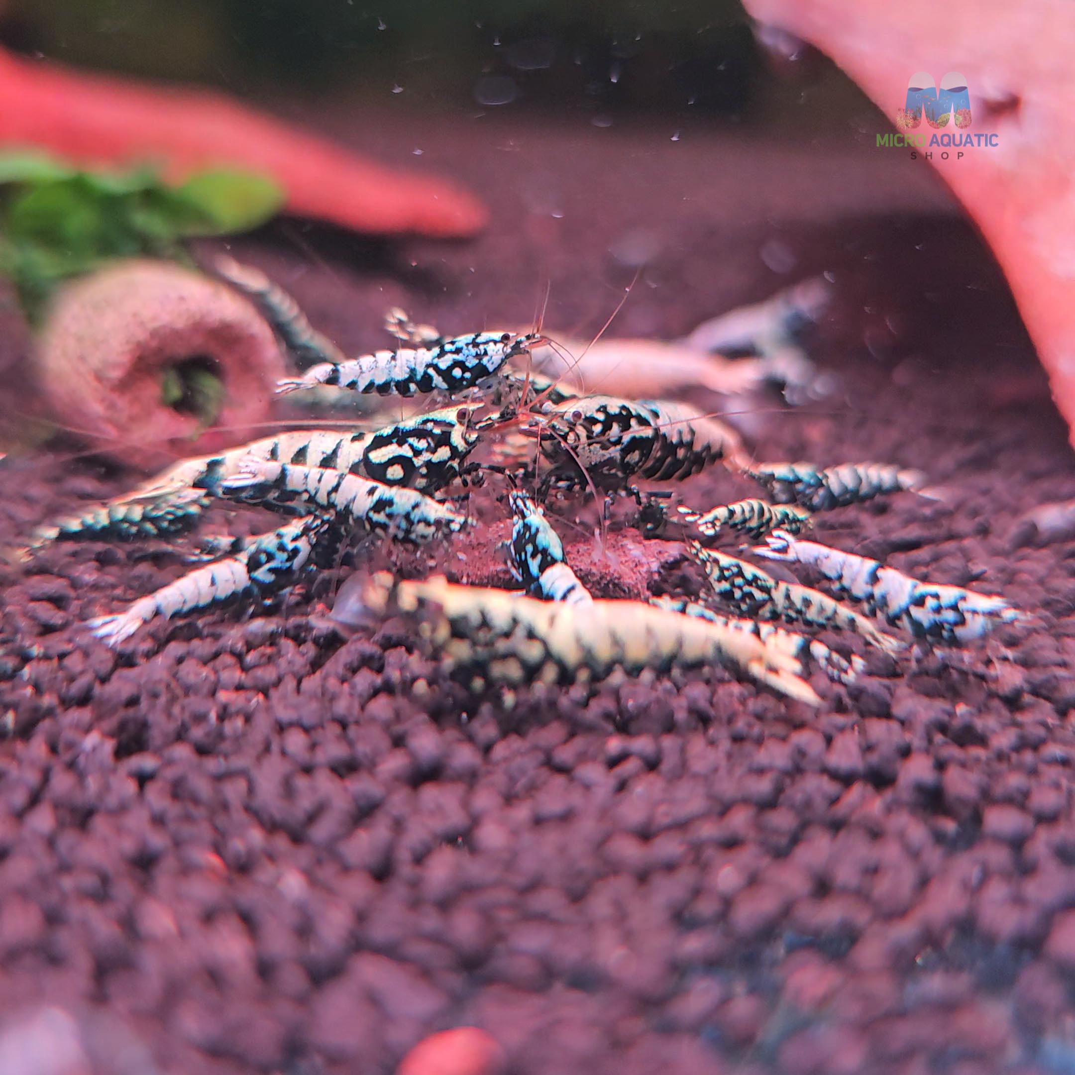 Black BOA Caridina Shrimp