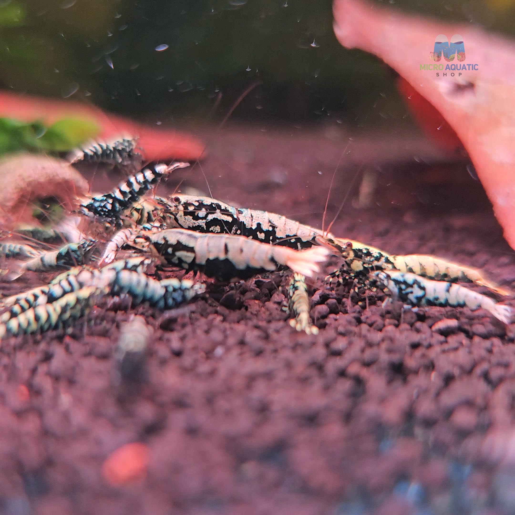 Black BOA Caridina Shrimp