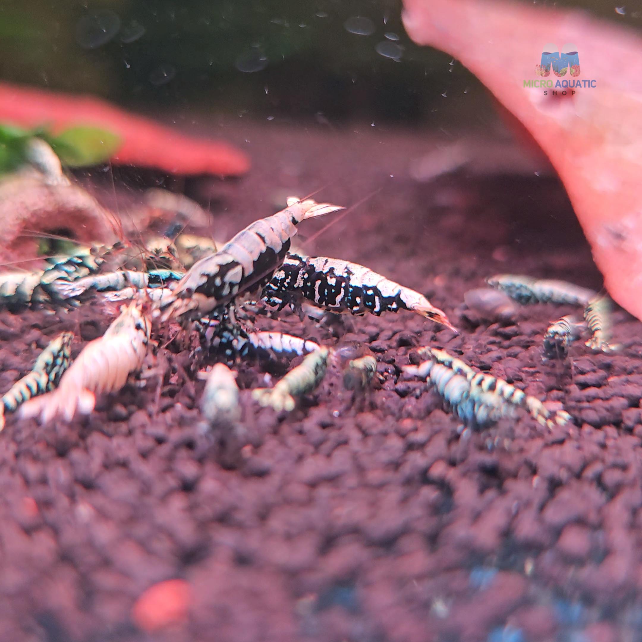 Black BOA Caridina Shrimp