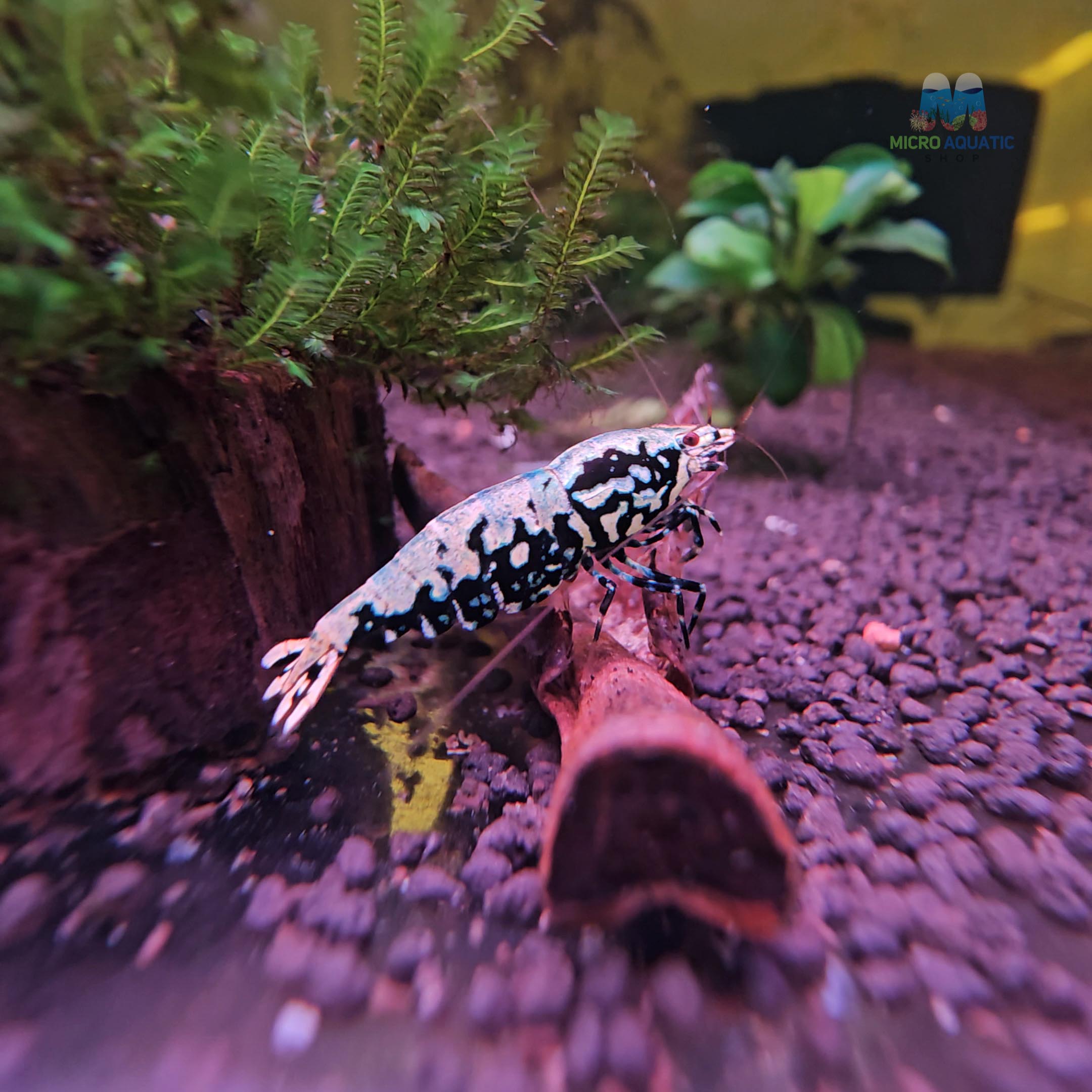 Black BOA Caridina Shrimp