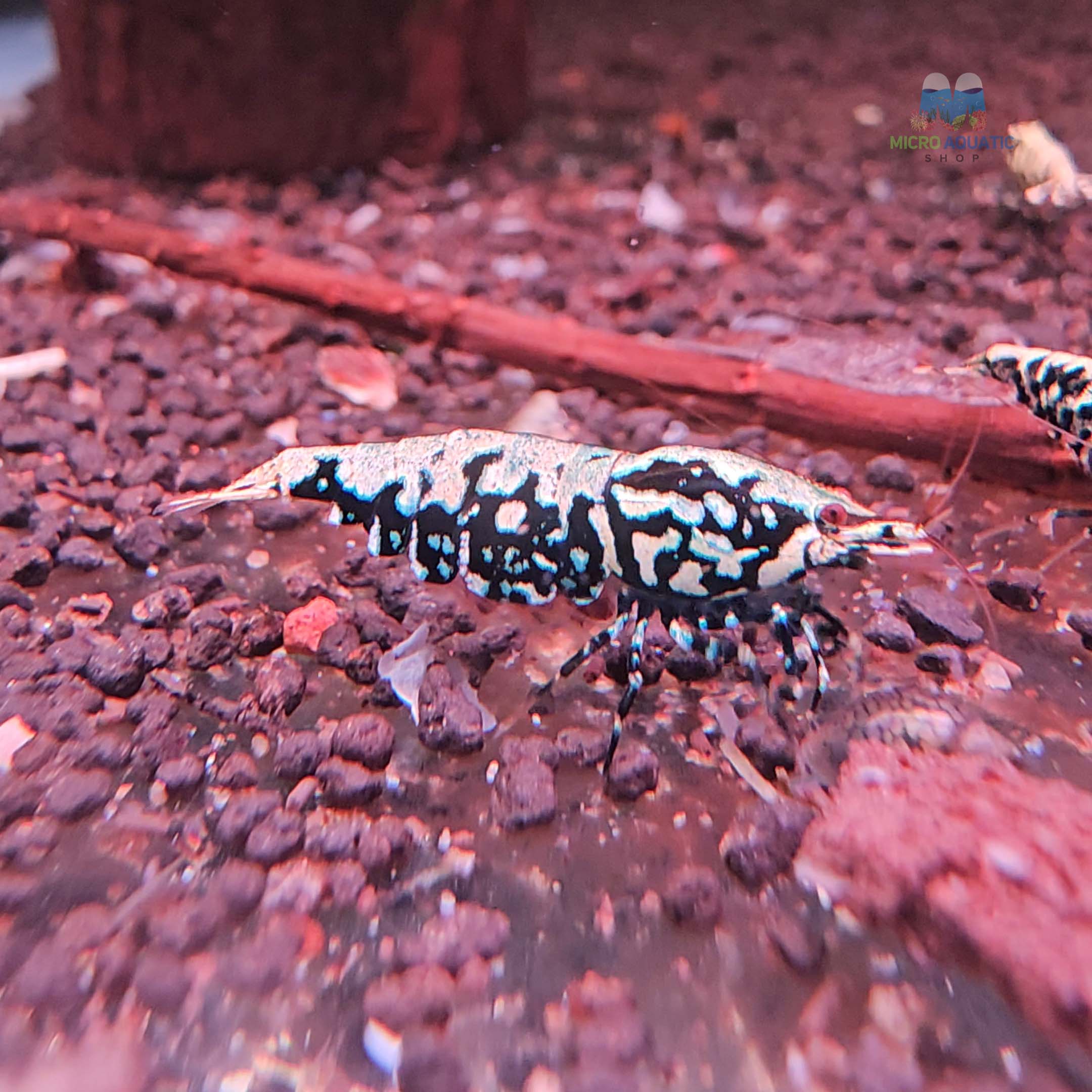 Black BOA Caridina Shrimp