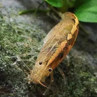 Australian Amano Shrimp (ULTRA RARE)