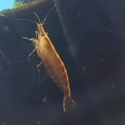 Australian Amano Shrimp (ULTRA RARE)