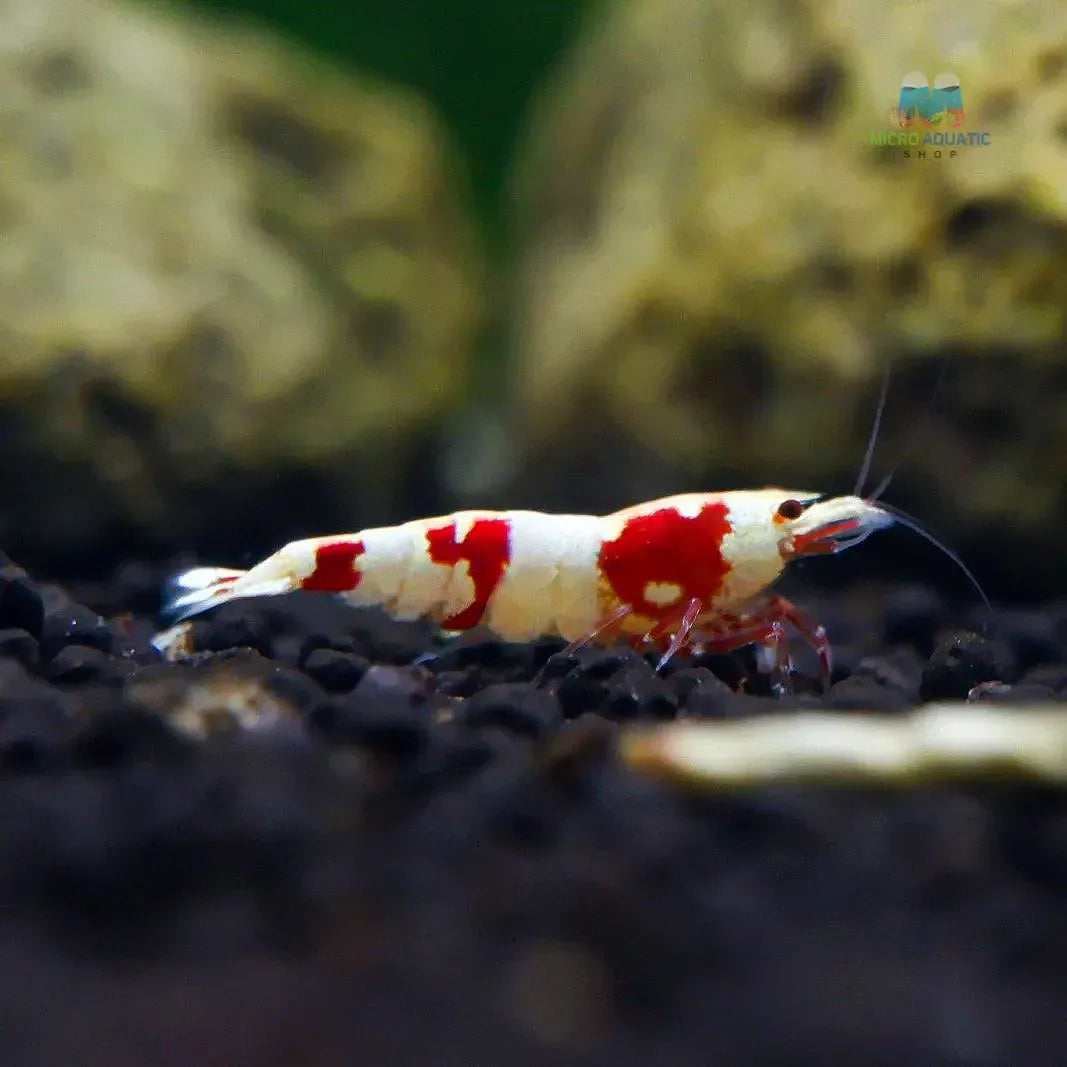 Backline red crystal shrimp