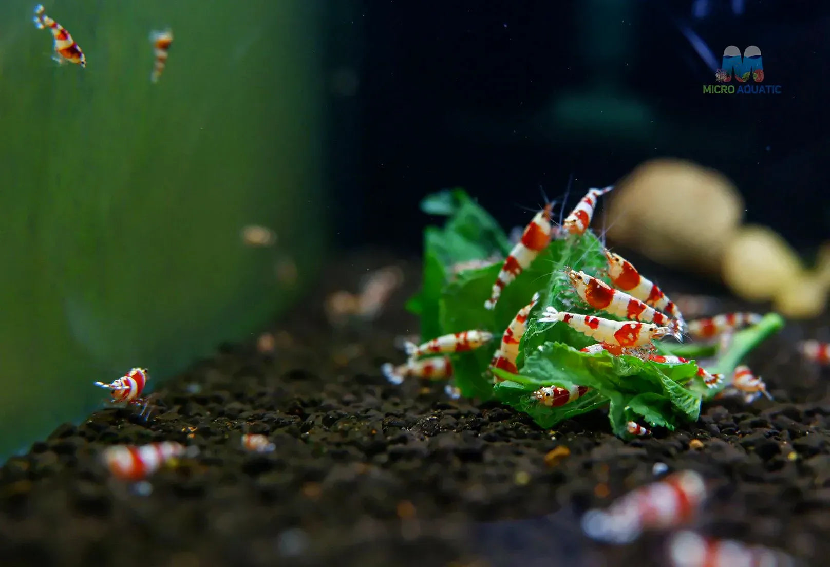 Backline red crystal shrimp