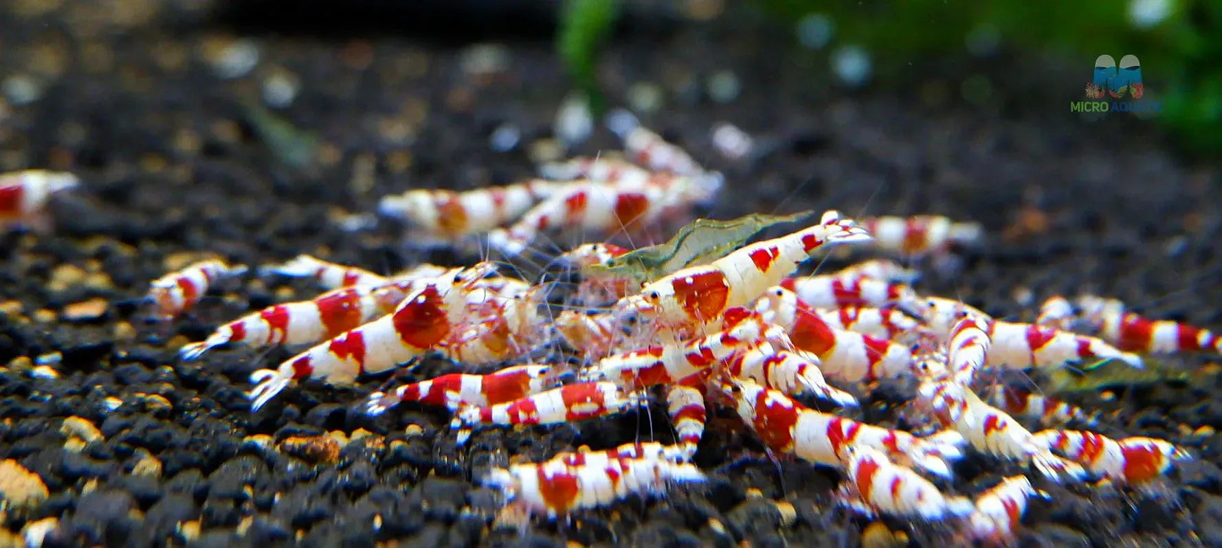 Backline red crystal shrimp