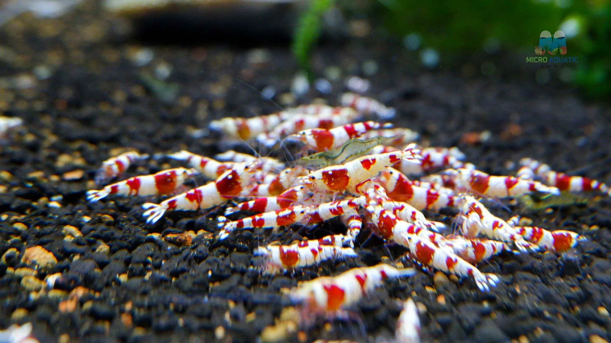 Backline red crystal shrimp