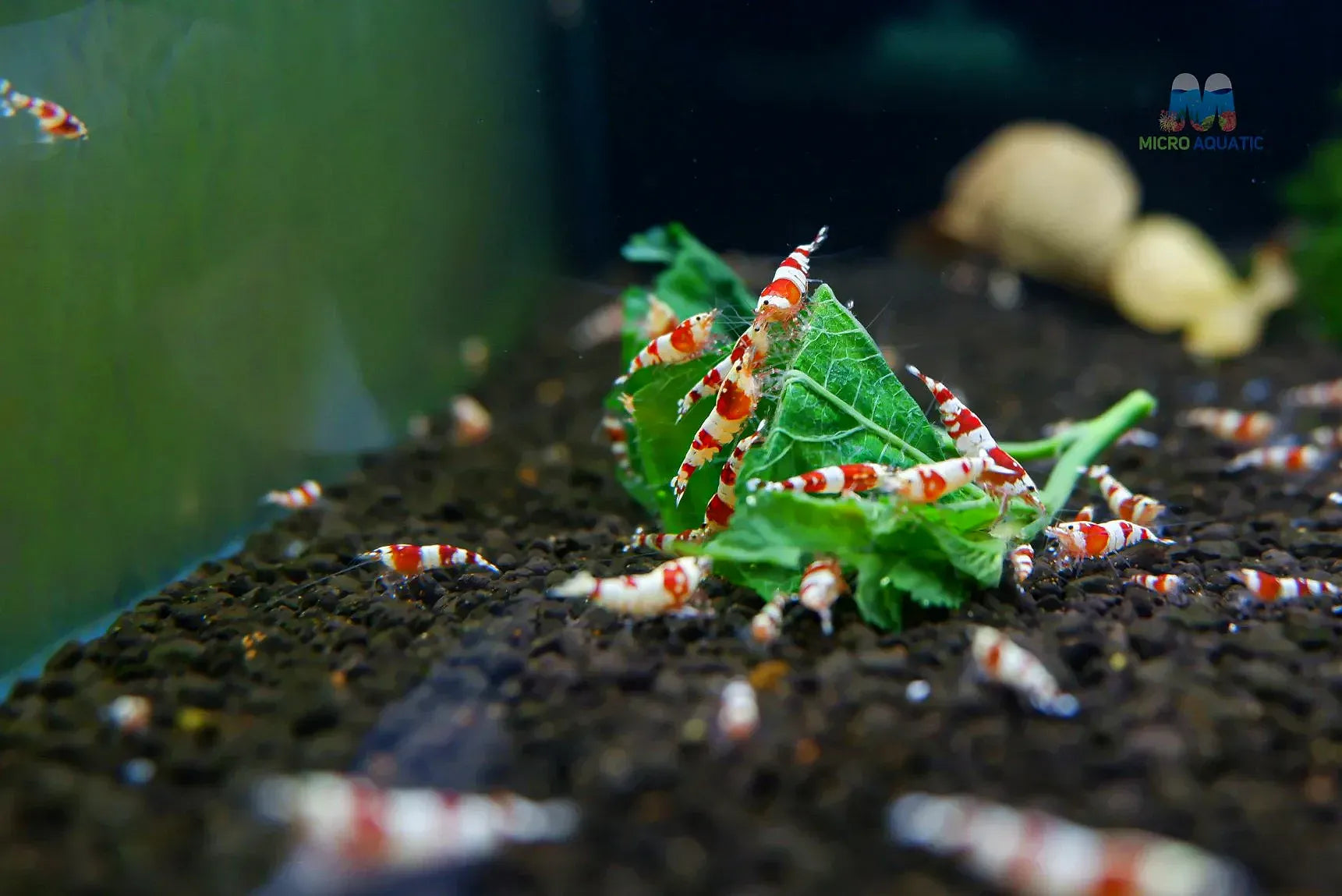 Backline red crystal shrimp