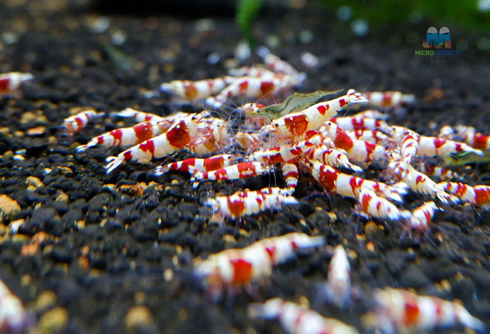 Backline red crystal shrimp