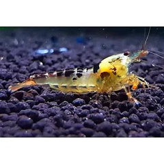 Black Calceo Shrimp / Black Dragon