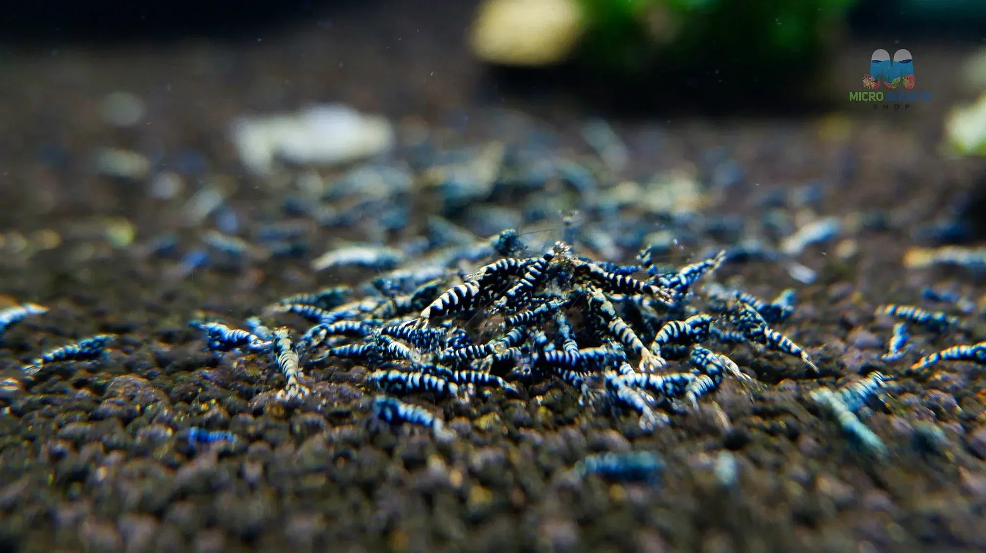 Black galaxy shrimp fishbone