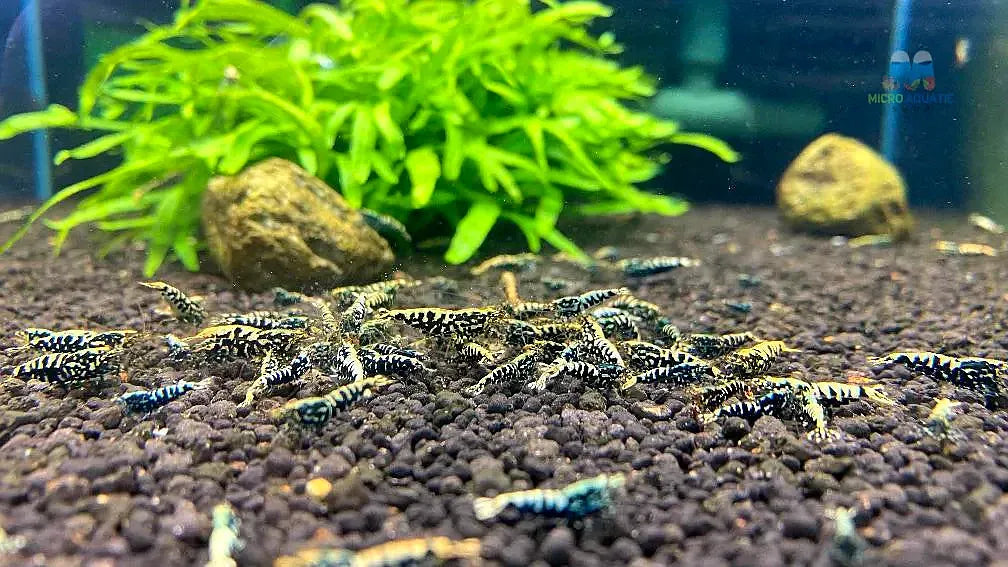 Black galaxy shrimp fishbone