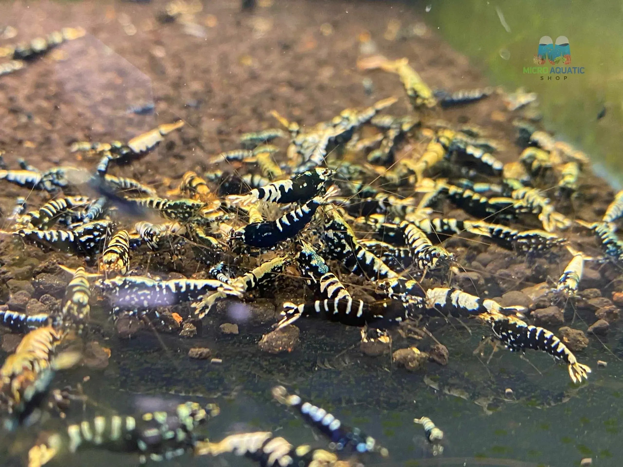 Black galaxy shrimp fishbone