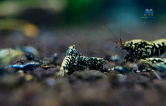 Black galaxy shrimp fishbone