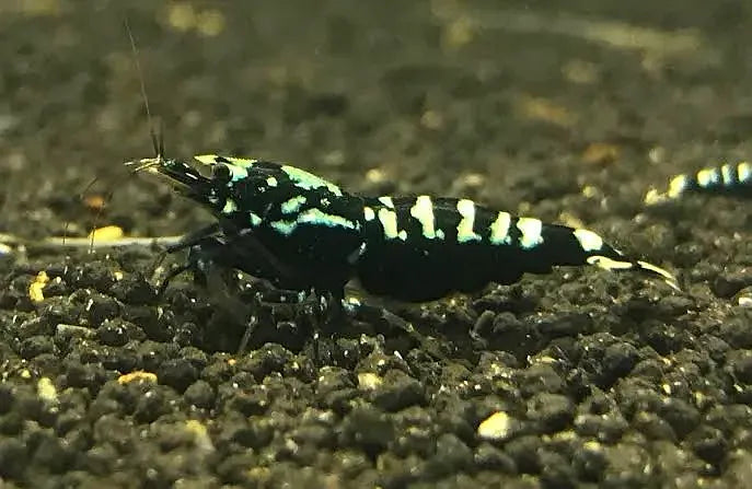 Black galaxy shrimp