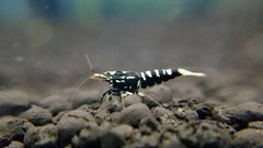 Black galaxy shrimp