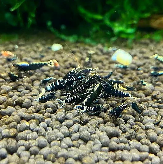 Black galaxy shrimp